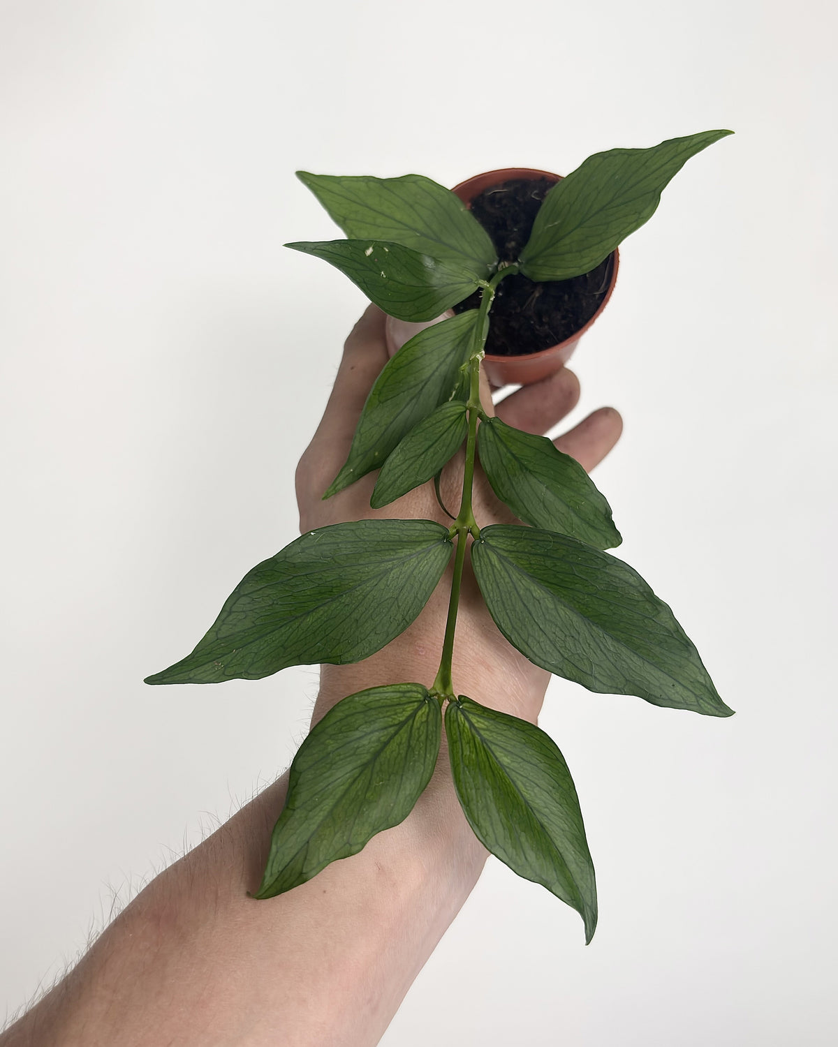 Hoya Polyeneura WW