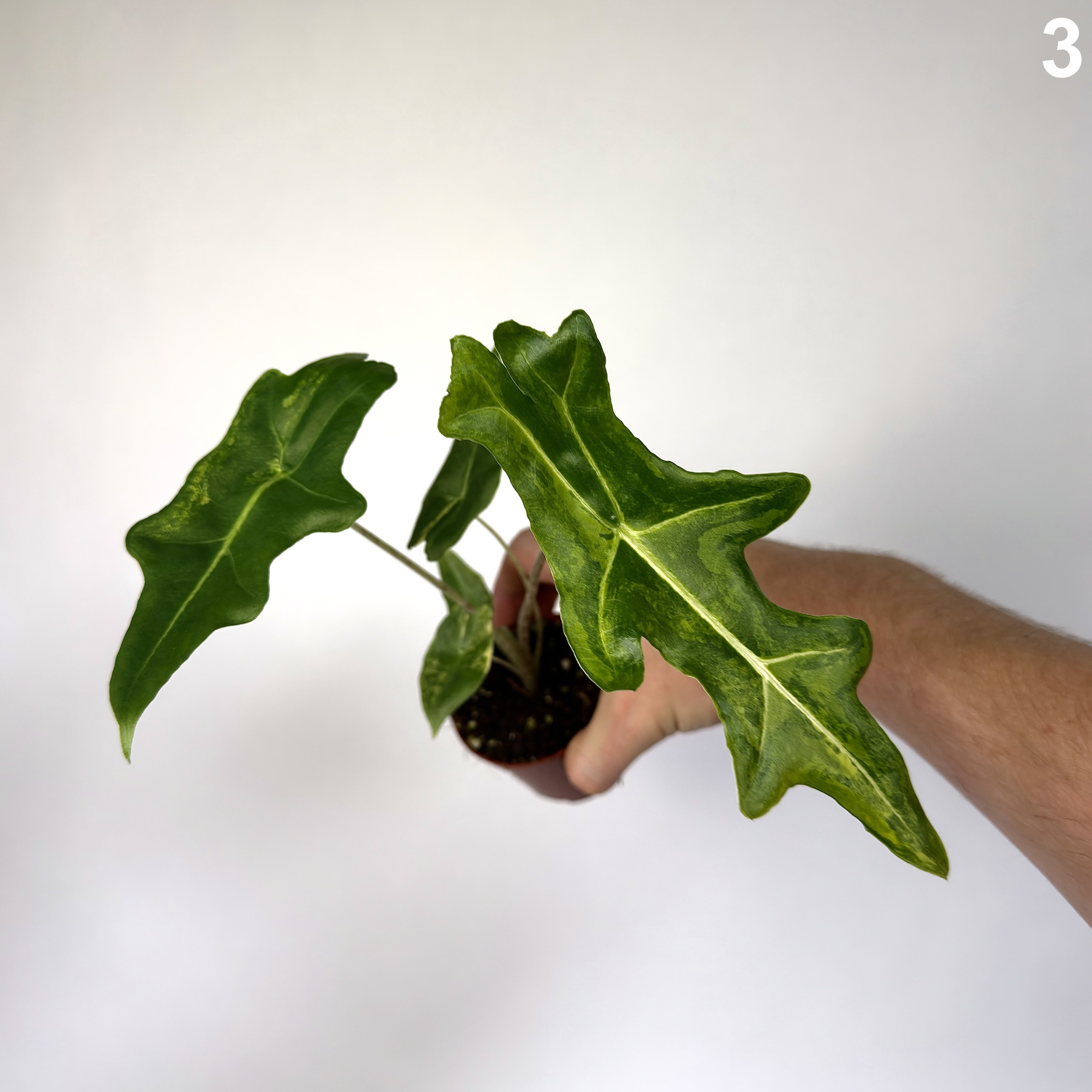 Alocasia Portei Variegata WW