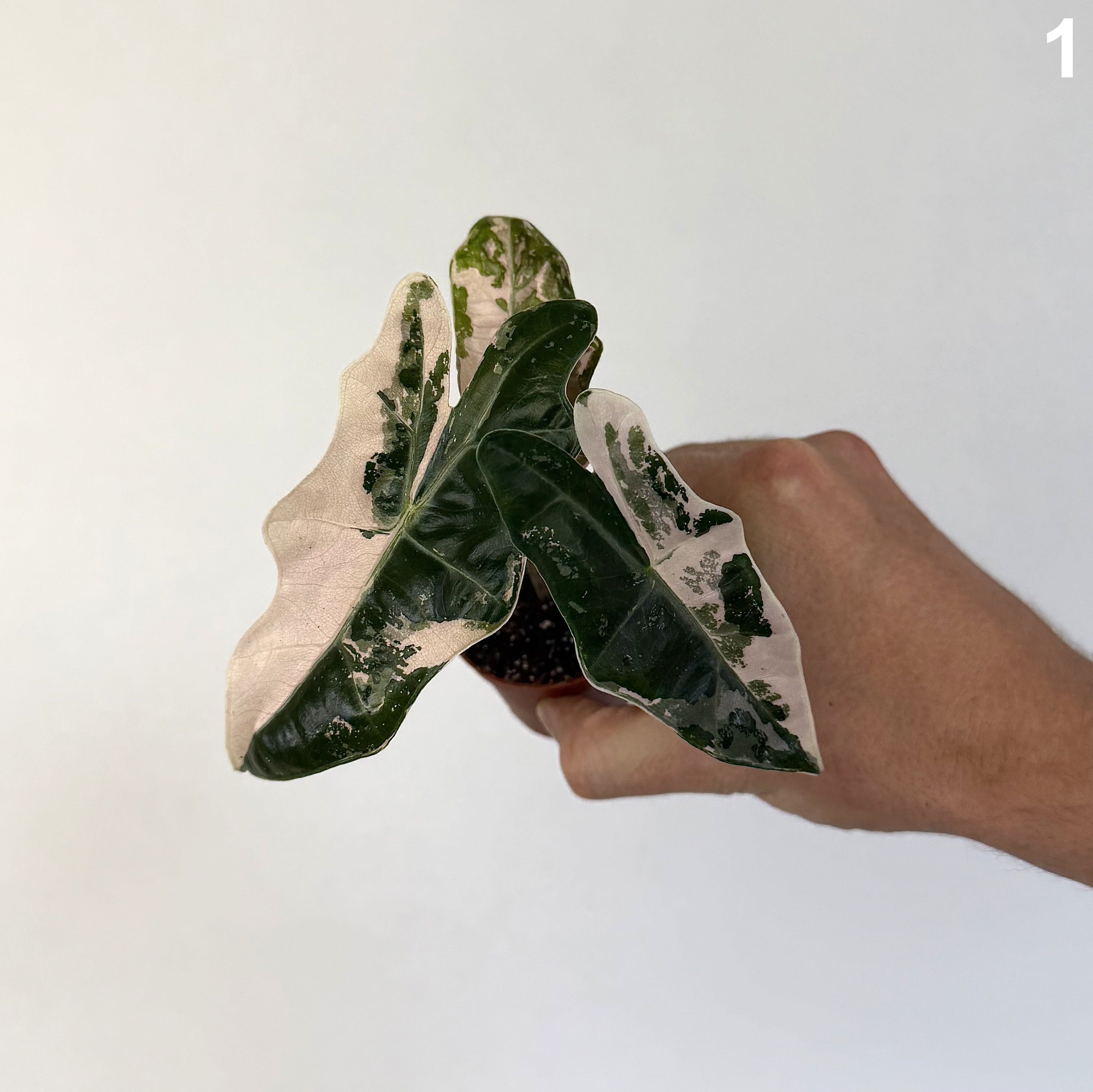 Alocasia Pseudosanderiana Pink WW