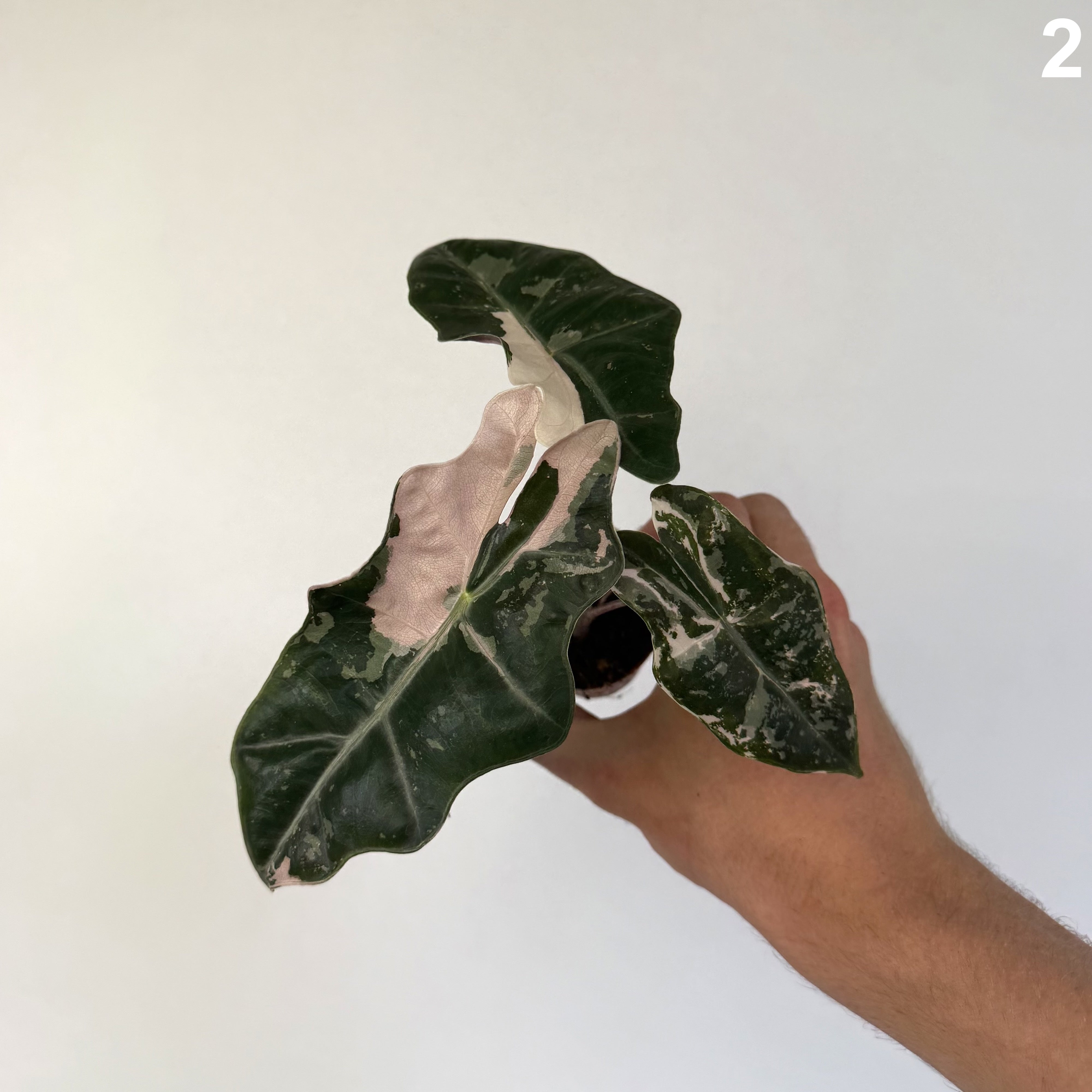 Alocasia Pseudosanderiana Pink WW