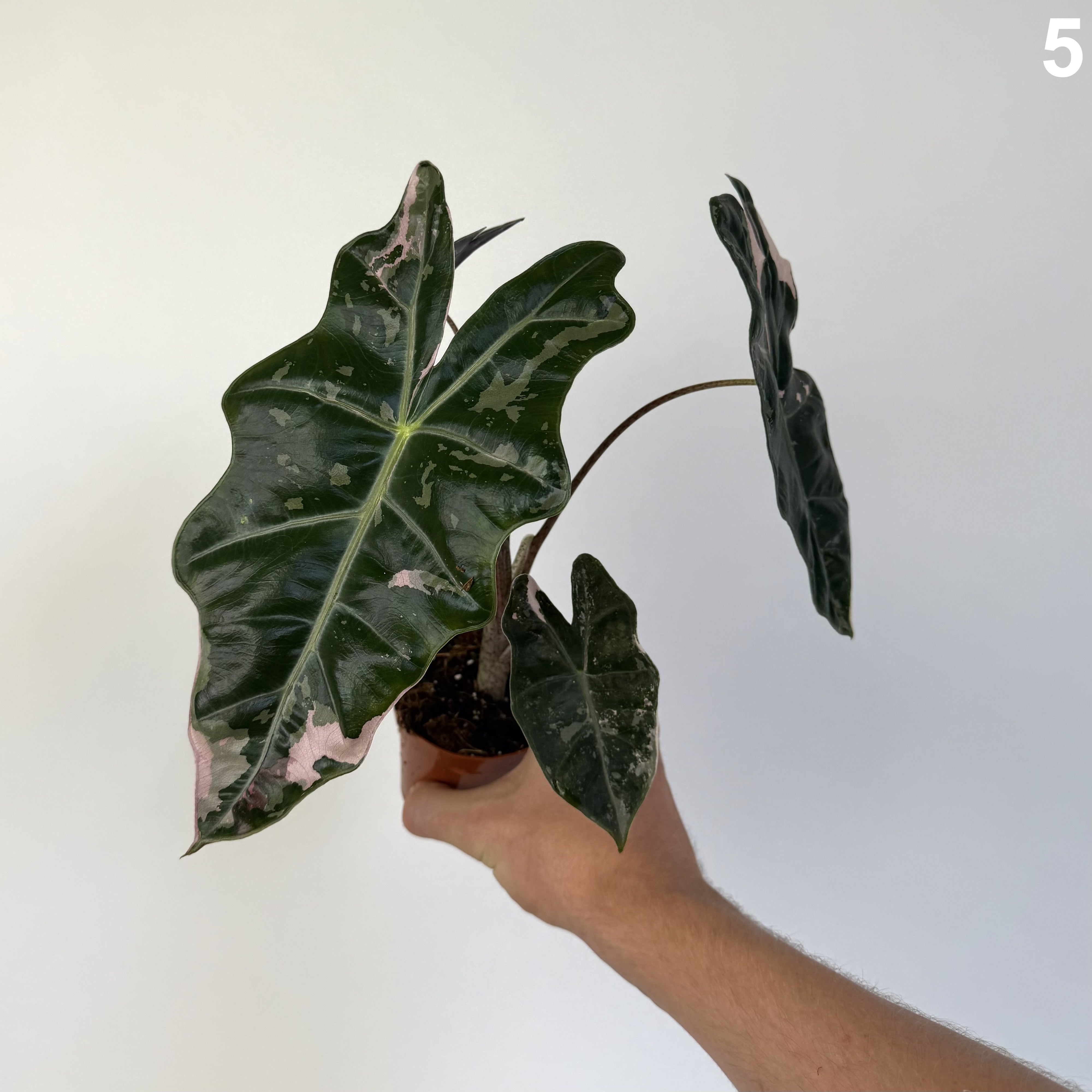 Alocasia Pseudosanderiana Pink WW