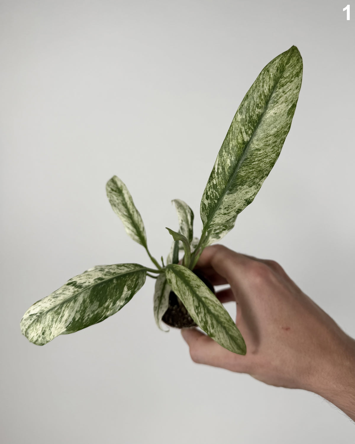 Rhaphidophora Puberula Variegata WW