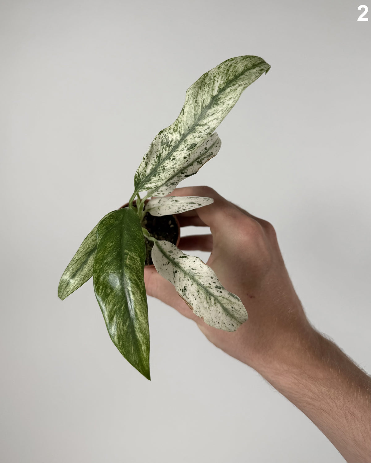 Rhaphidophora Puberula Variegata WW