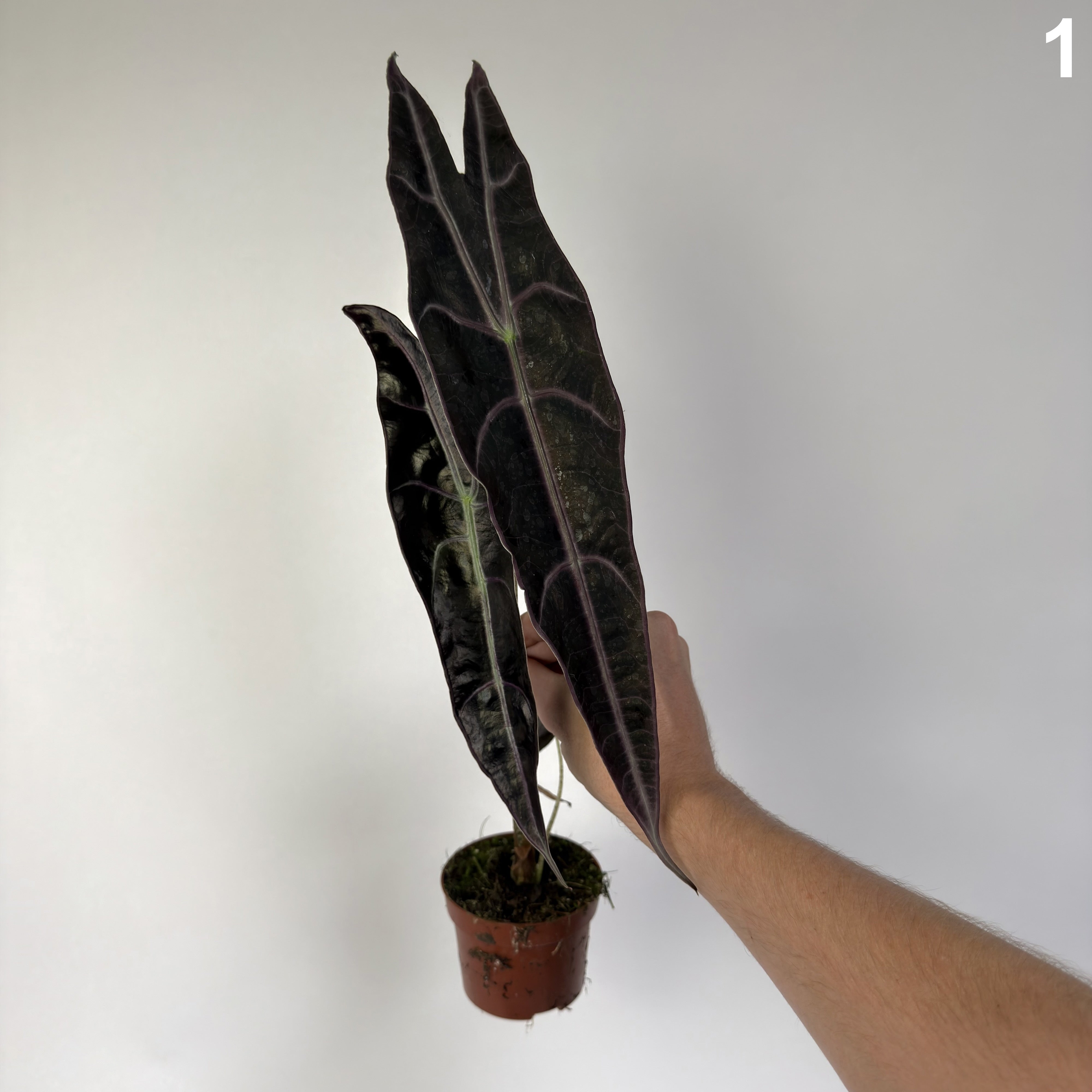 Alocasia Longiloba Purple WW