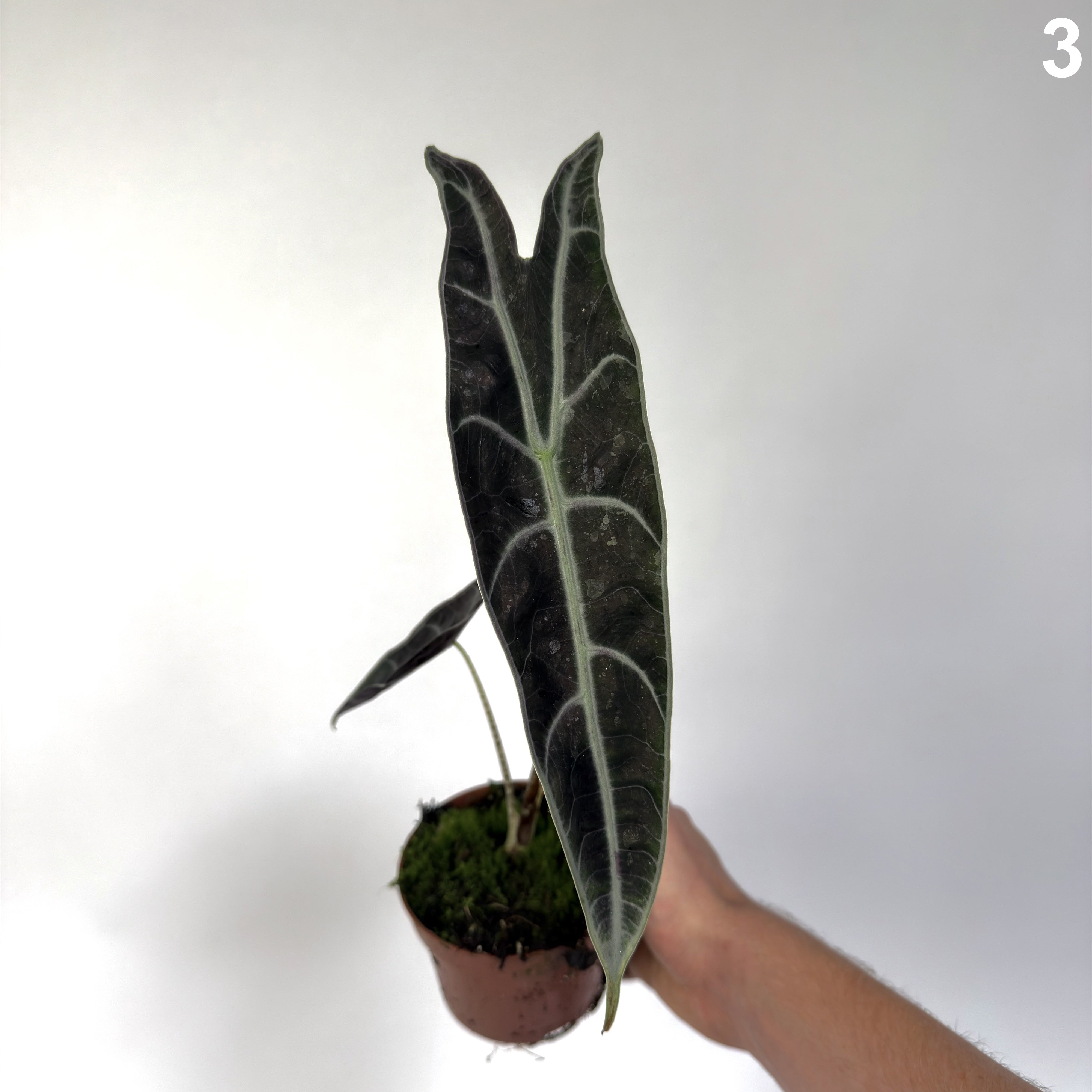 Alocasia Longiloba Purple WW