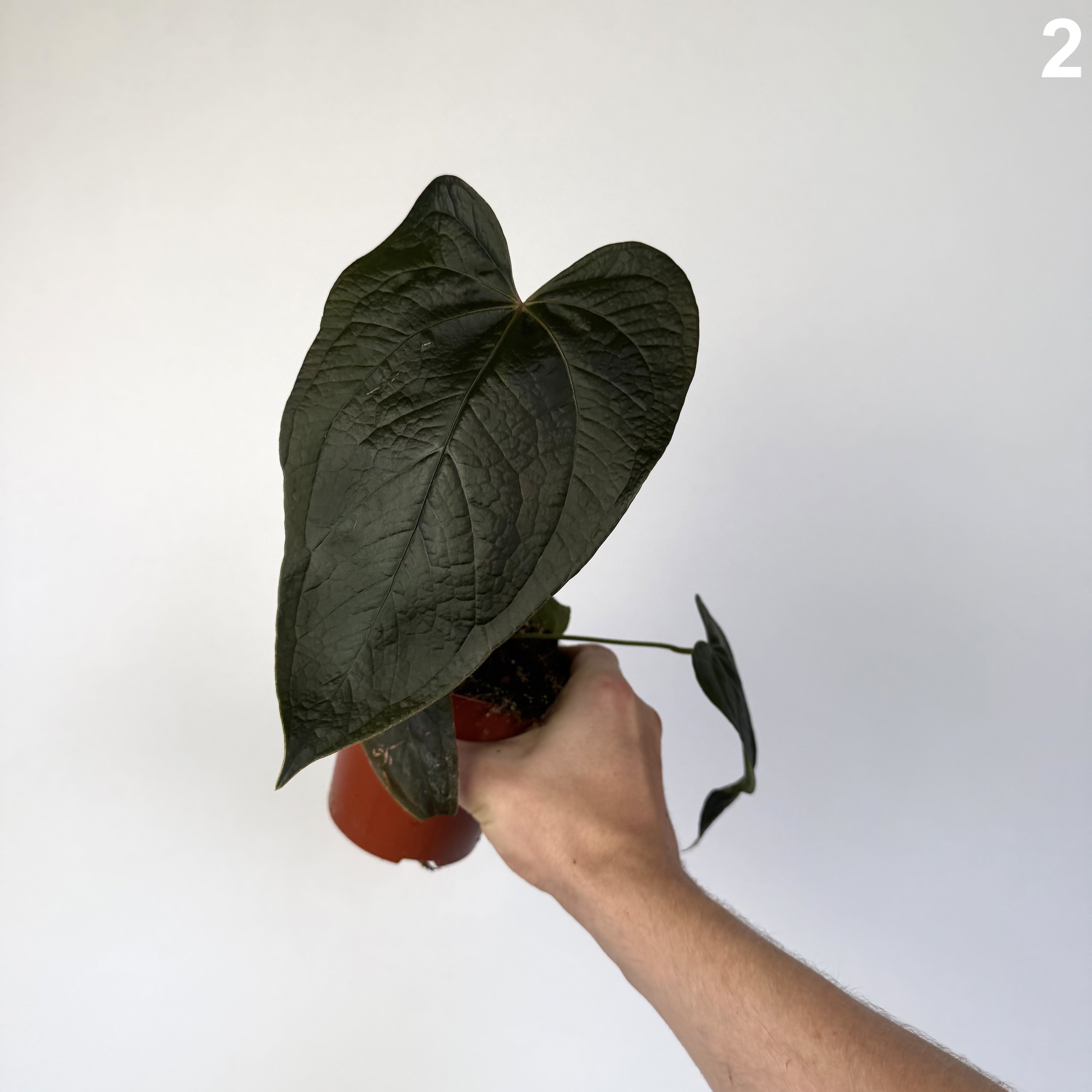 Anthurium Queen of Hearts WW