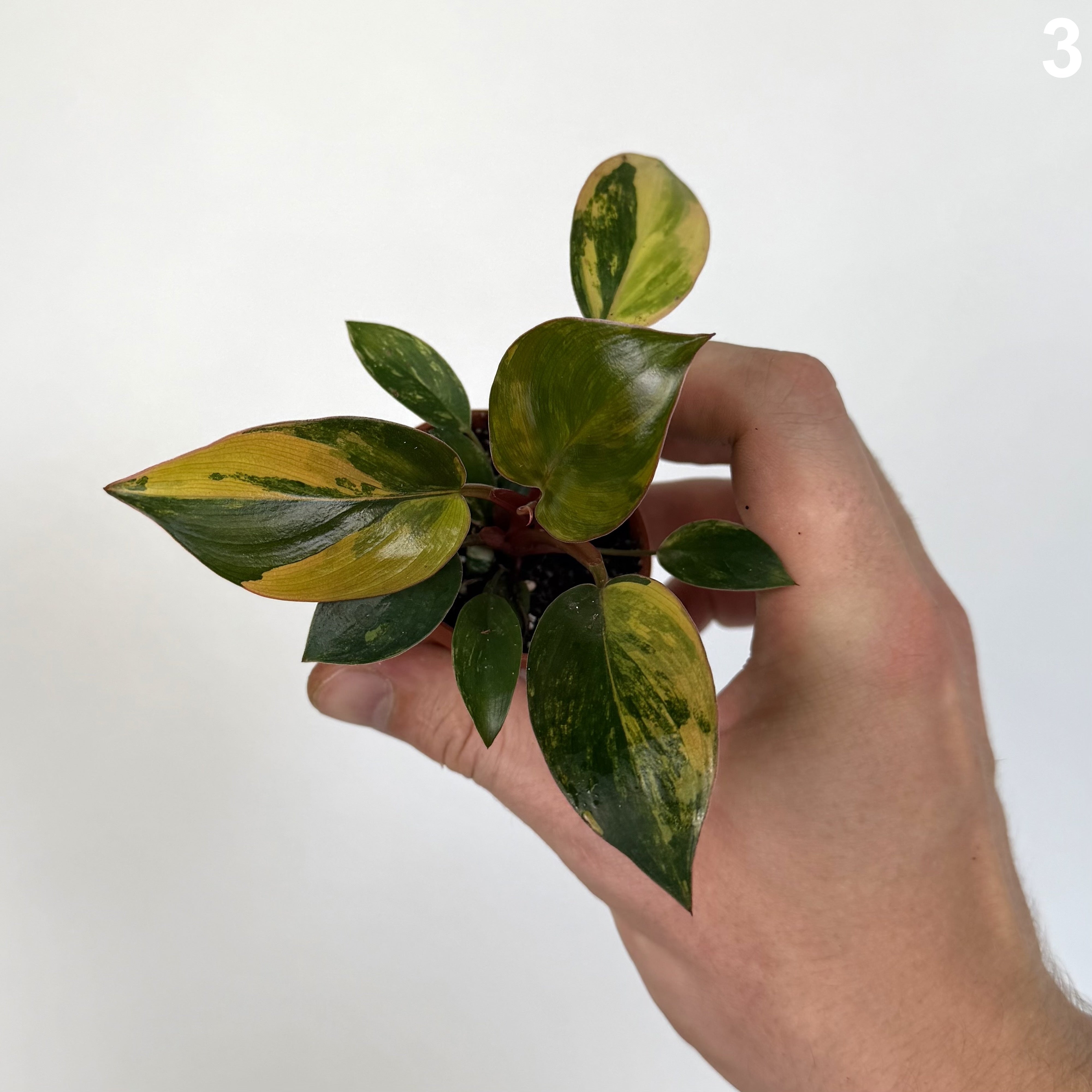 Philodendron Red Congo Variegata WW