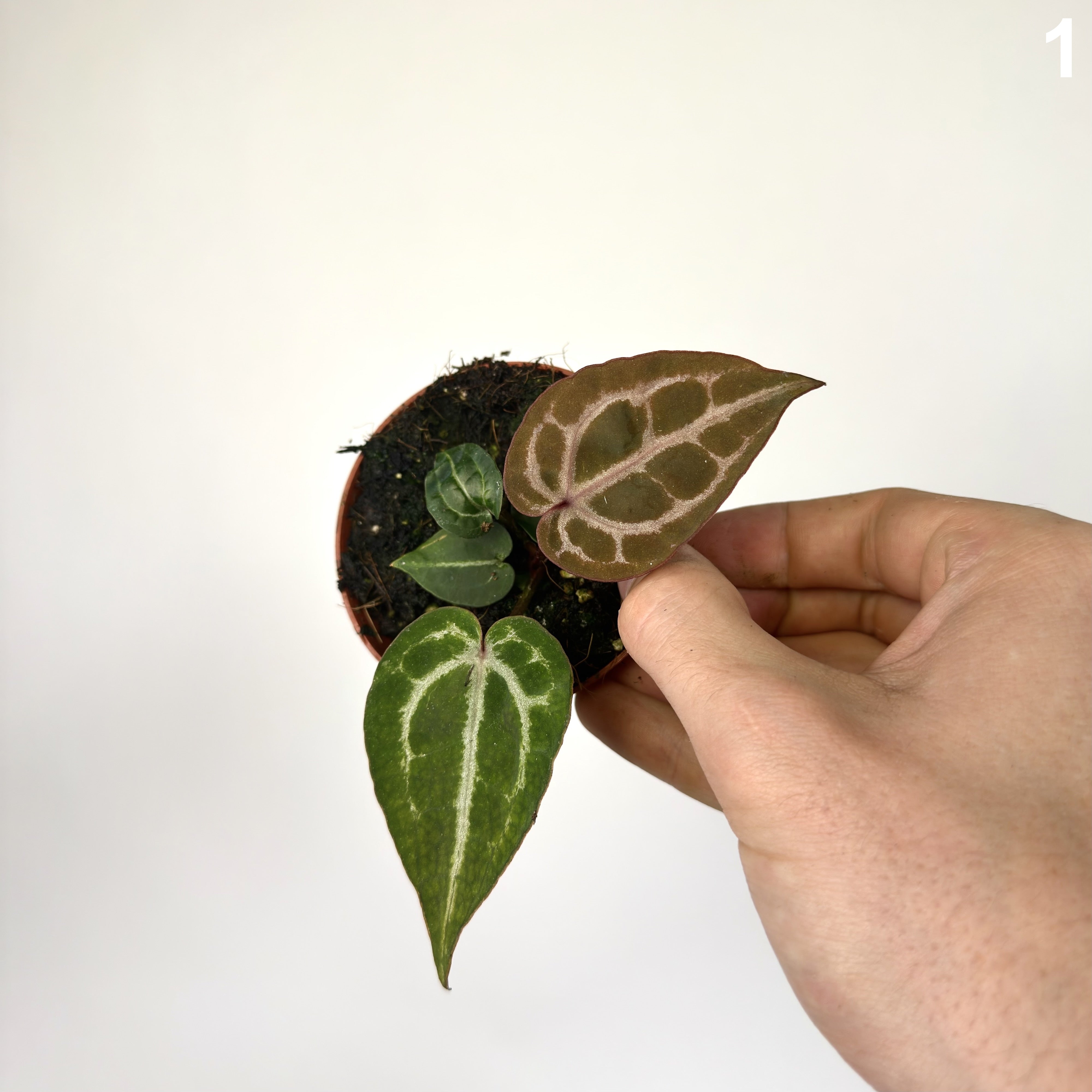 Anthurium Red Crystallinum WW