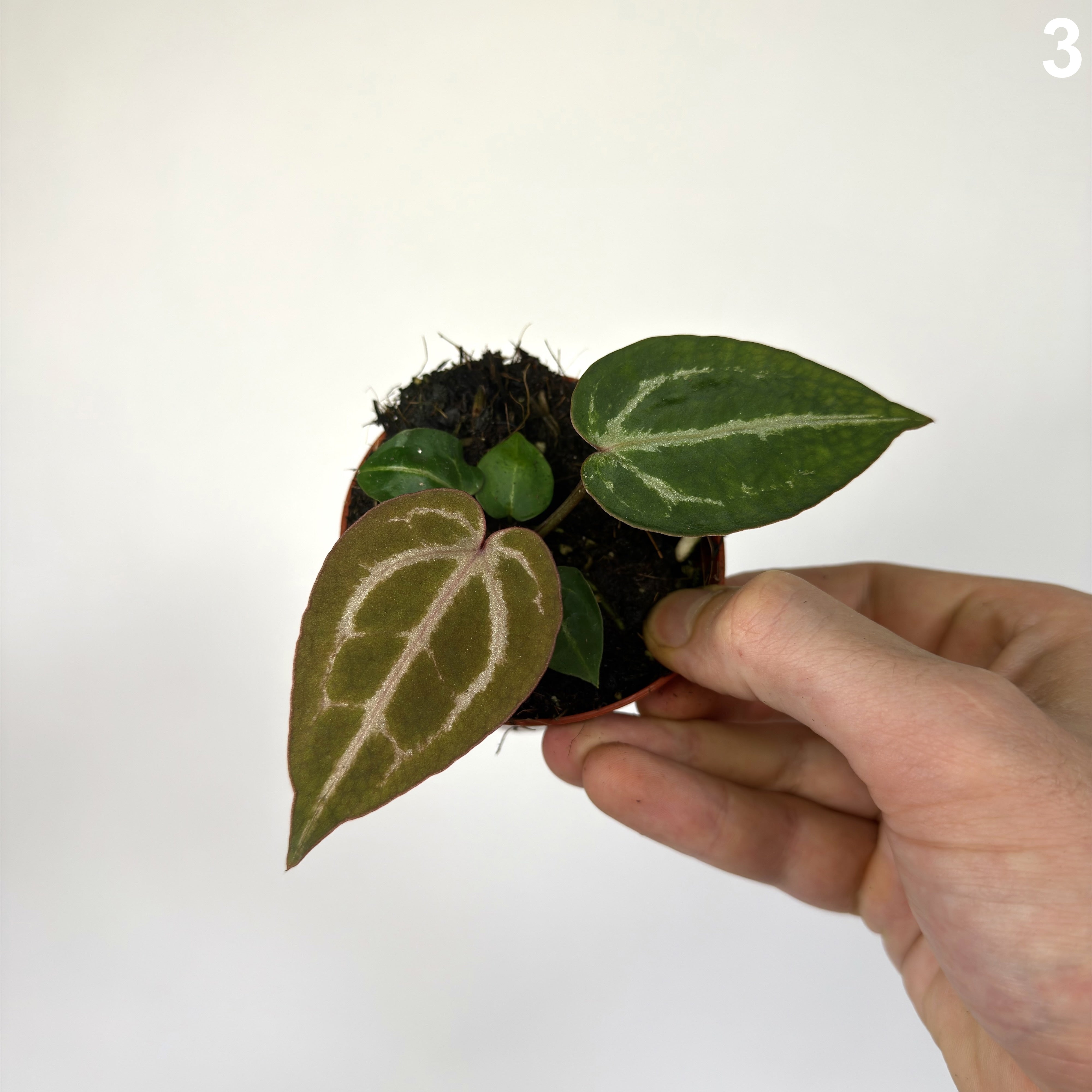 Anthurium Red Crystallinum WW