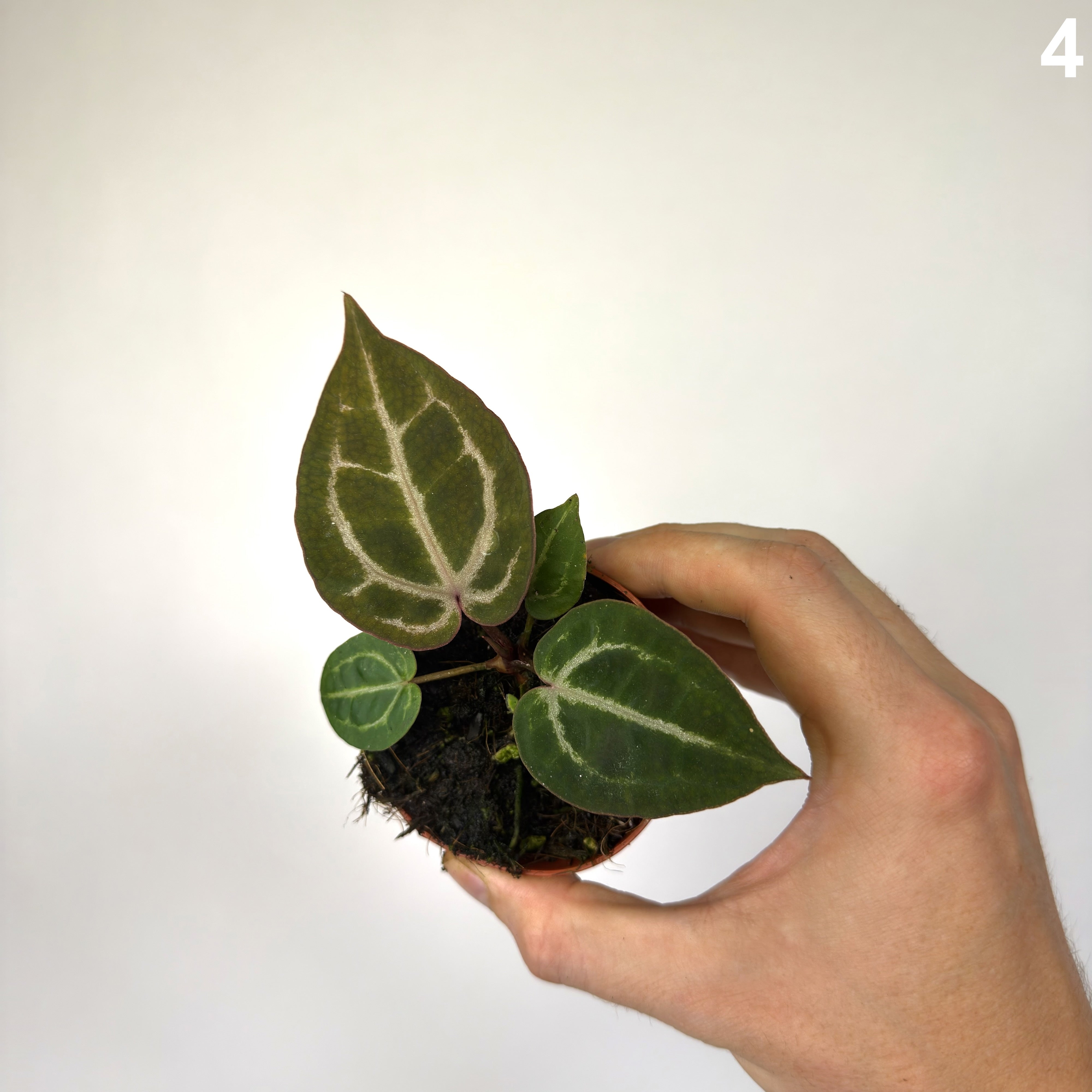 Anthurium Red Crystallinum WW