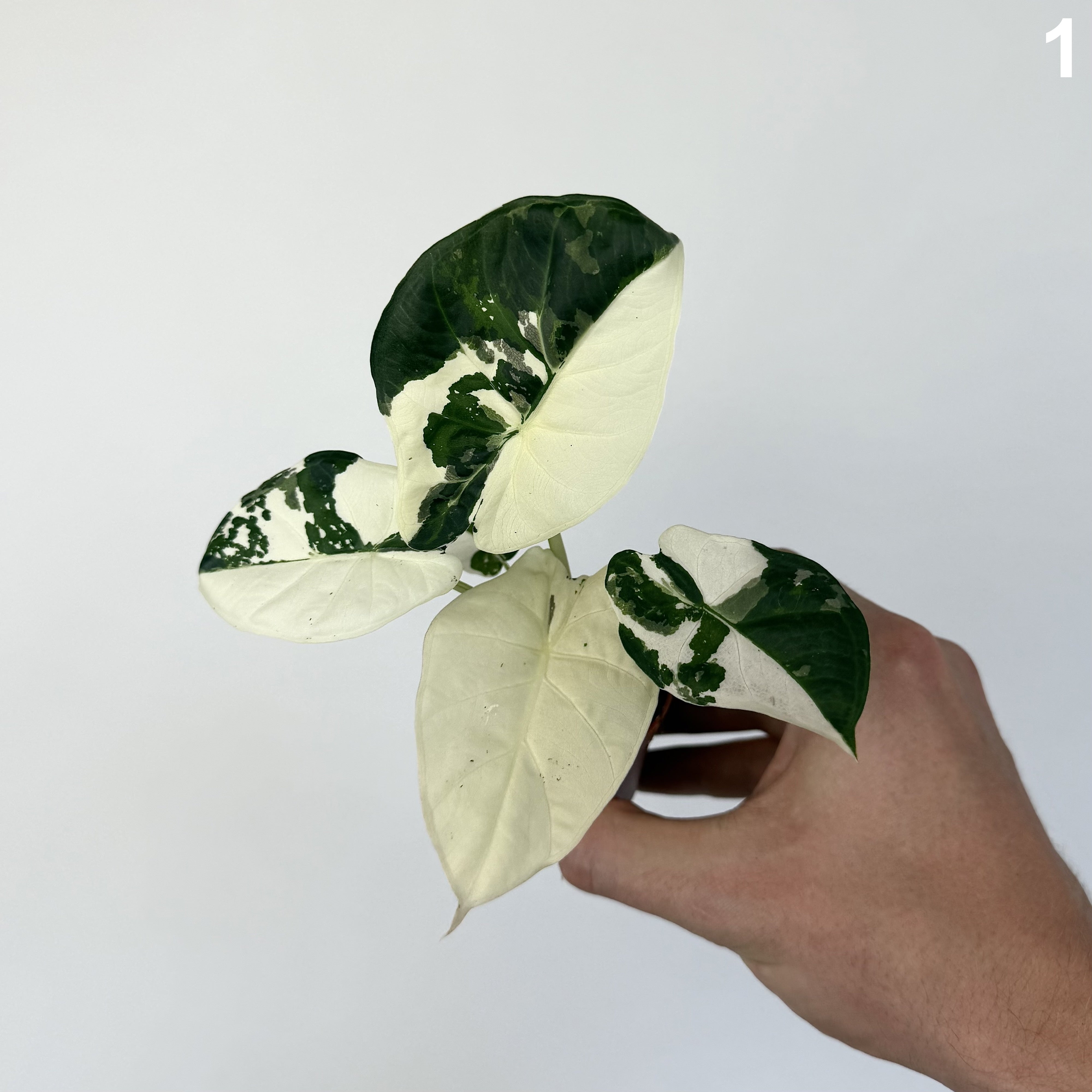 Alocasia Regal Shield Albo WW