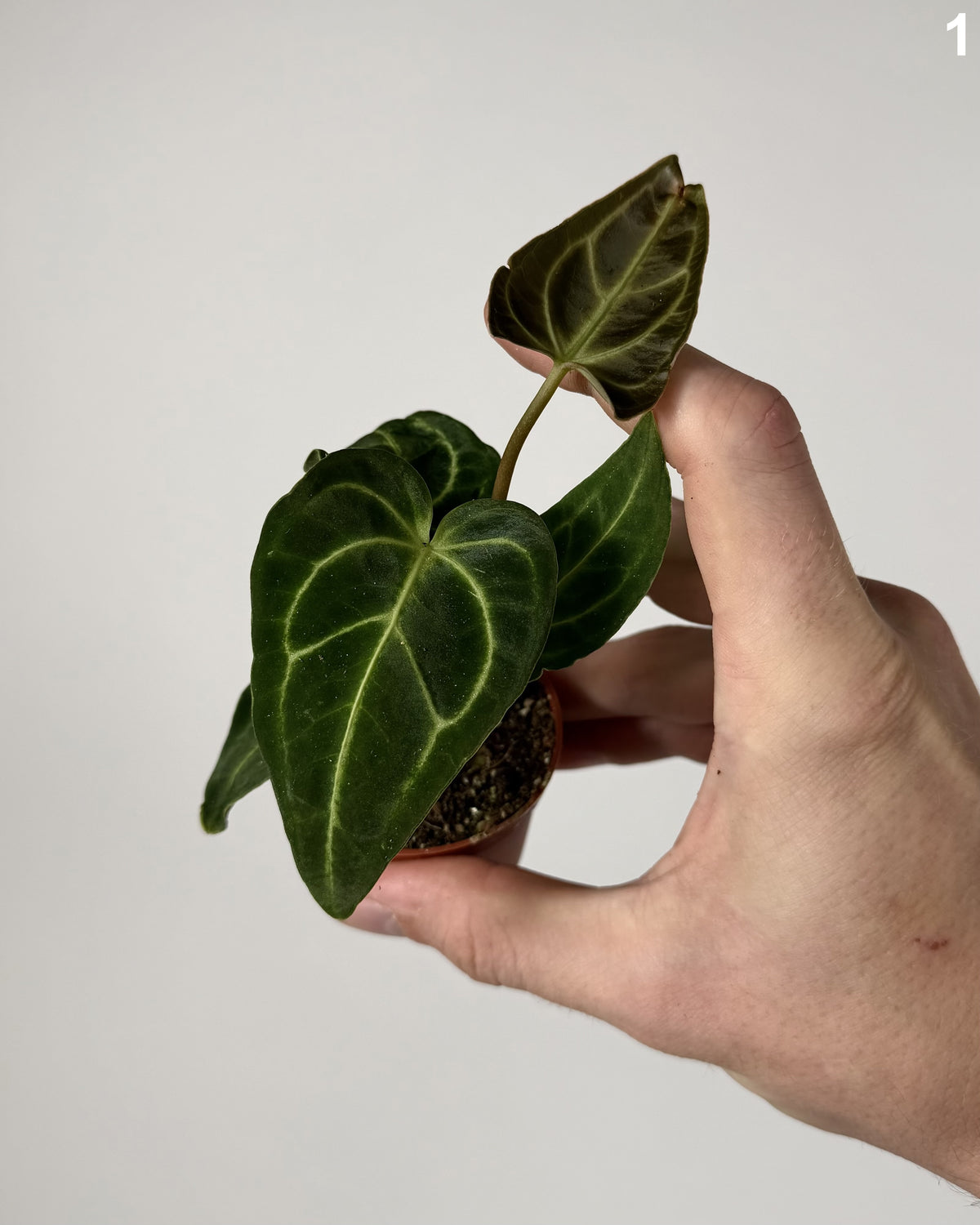 Anthurium Regale WW