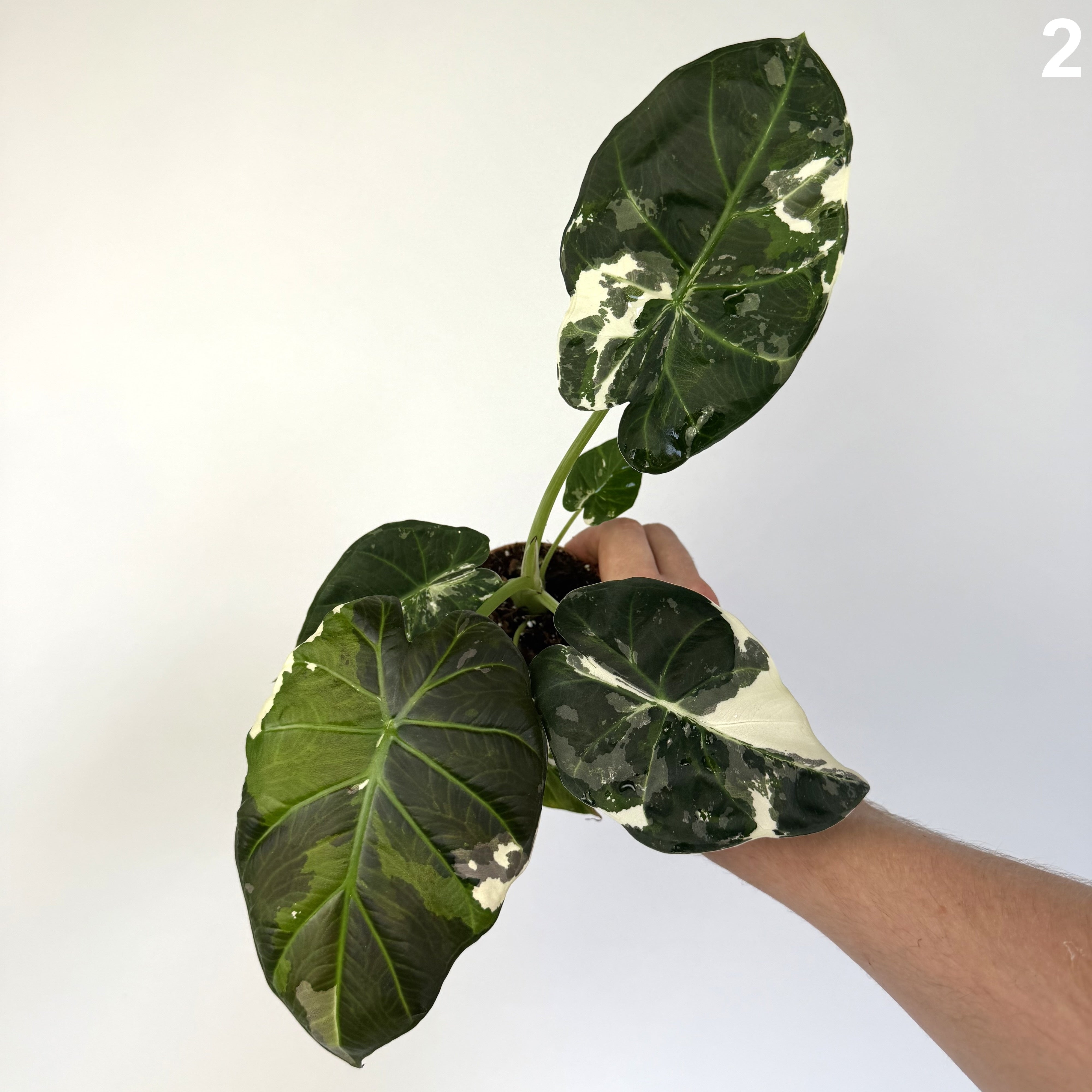 Alocasia Regal Shield Albo WW