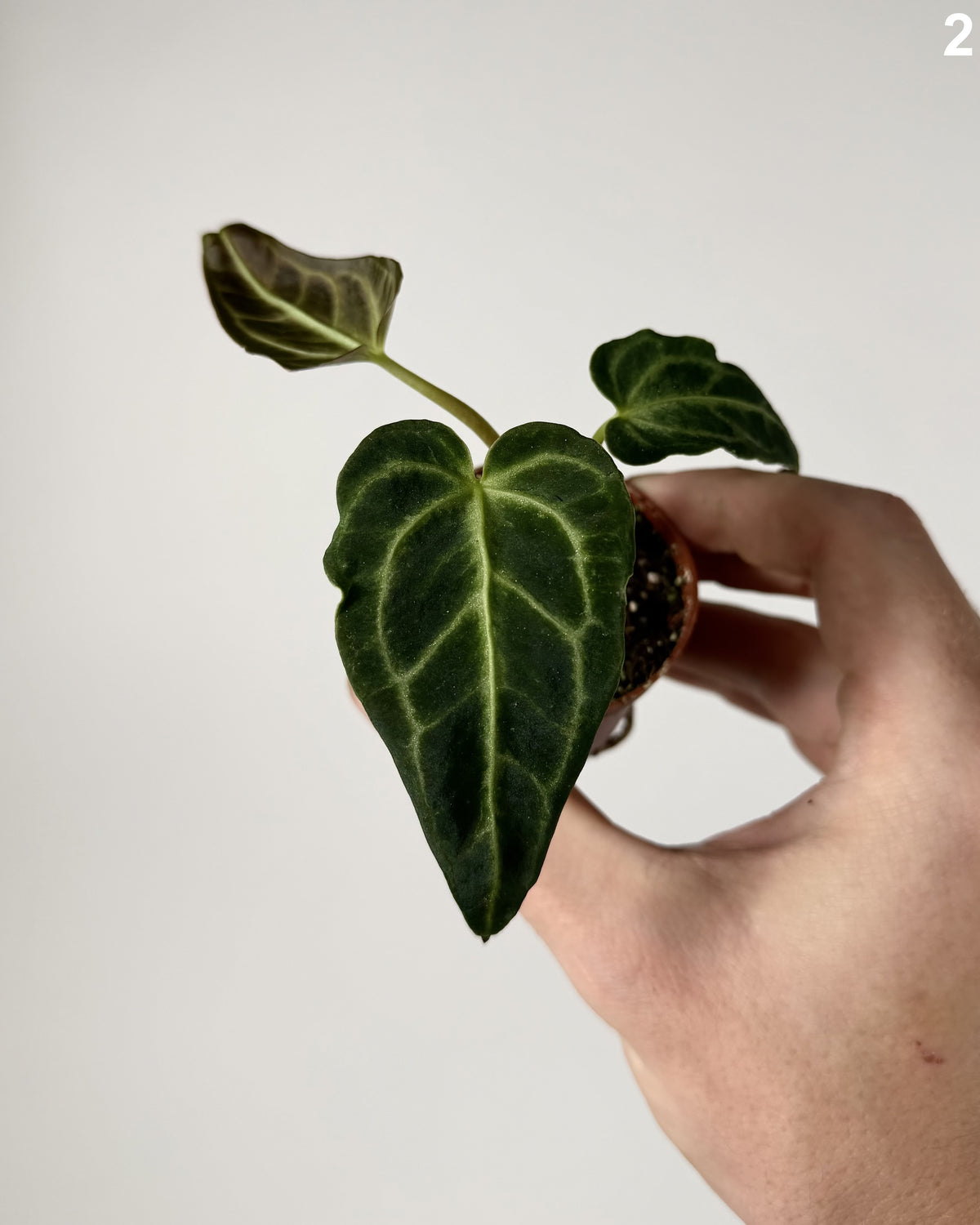 Anthurium Regale WW