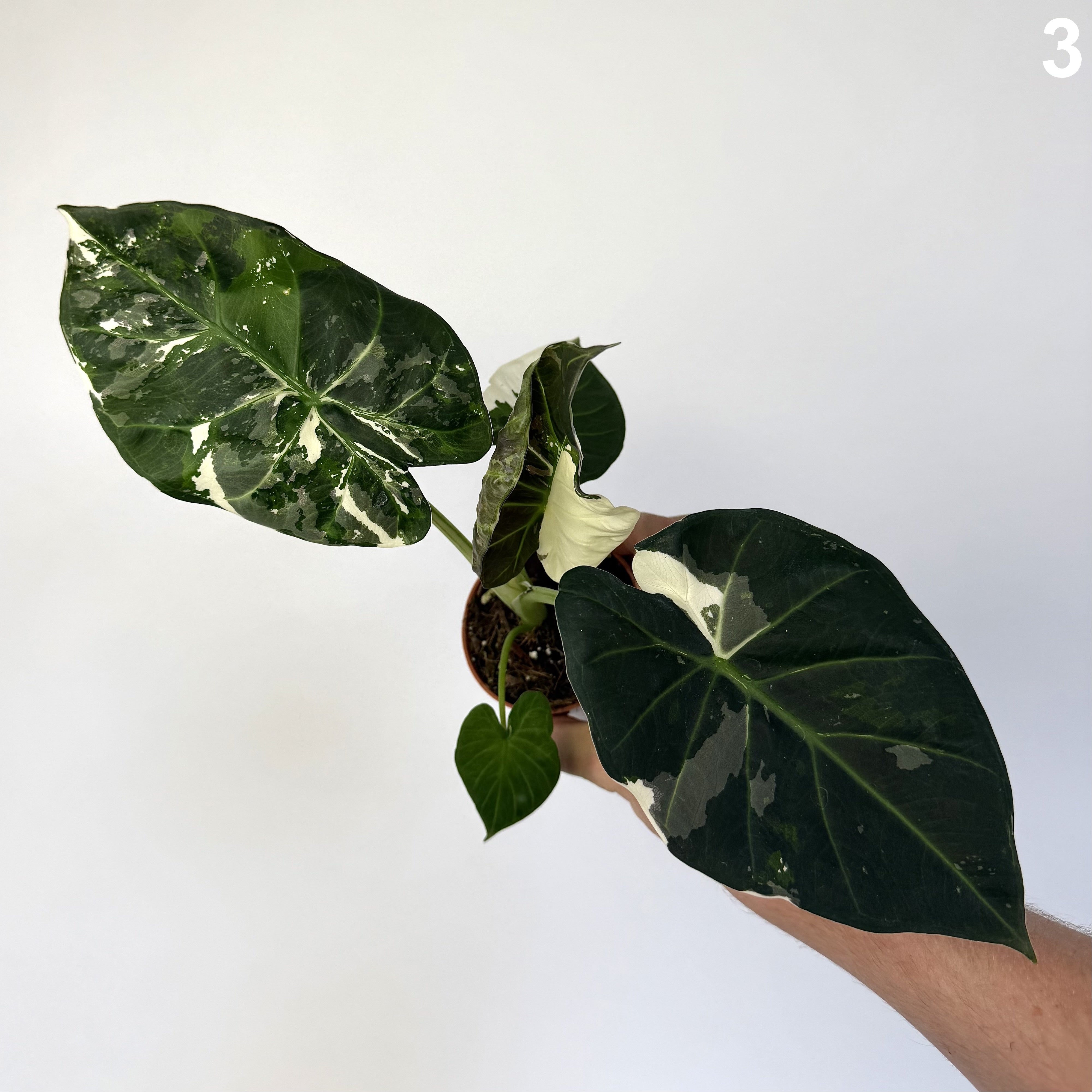 Alocasia Regal Shield Albo WW