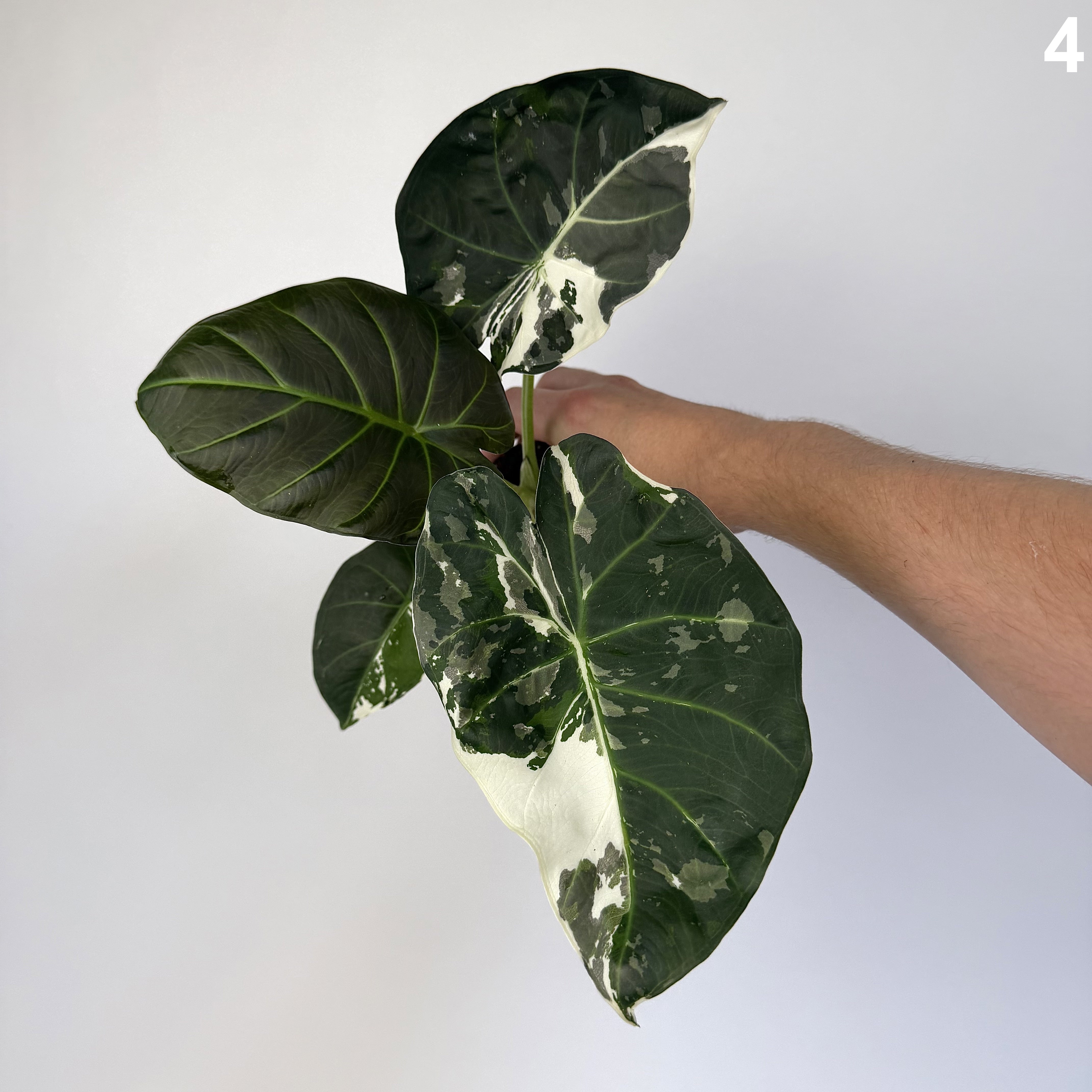 Alocasia Regal Shield Albo WW