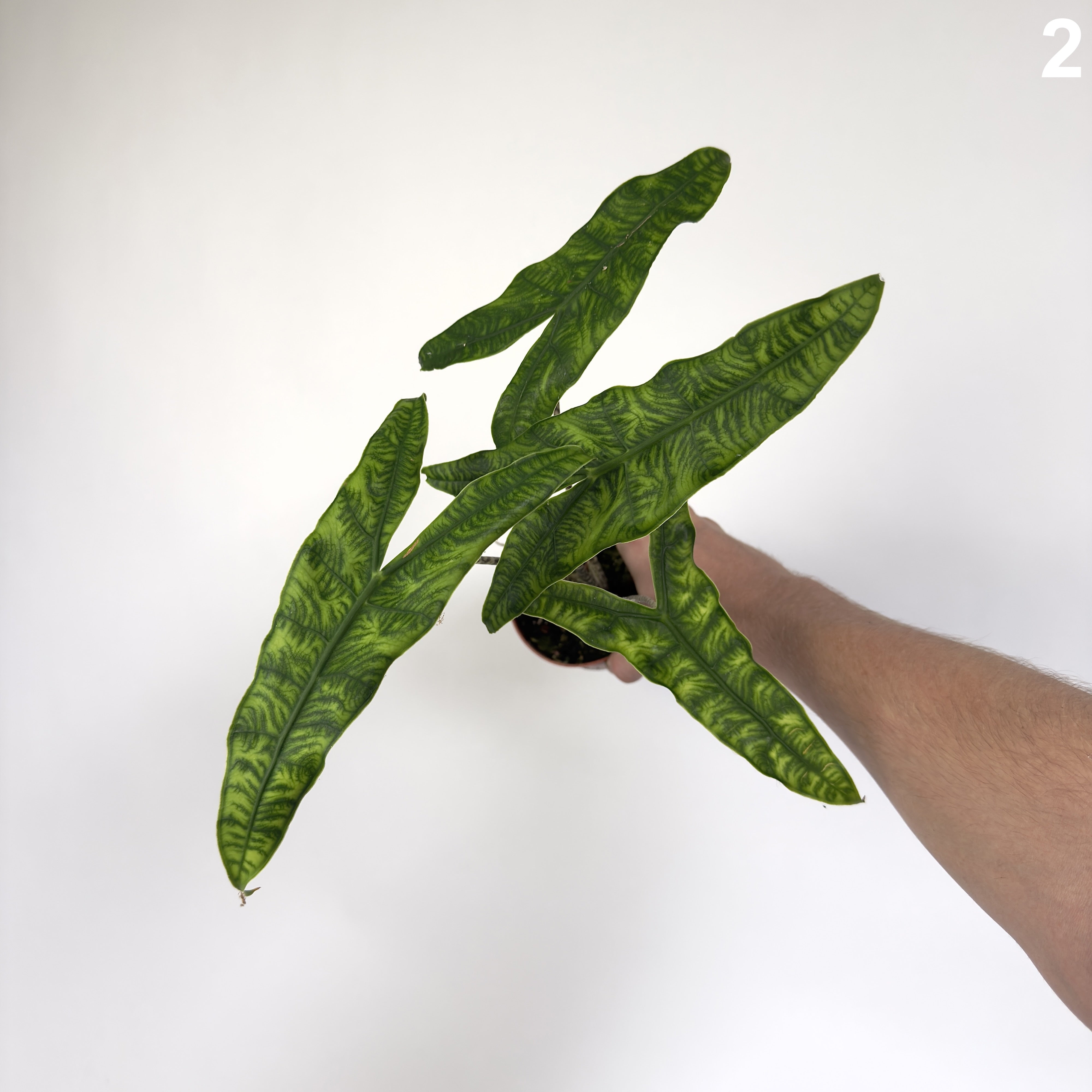 Alocasia Zebrina Reticulata WW