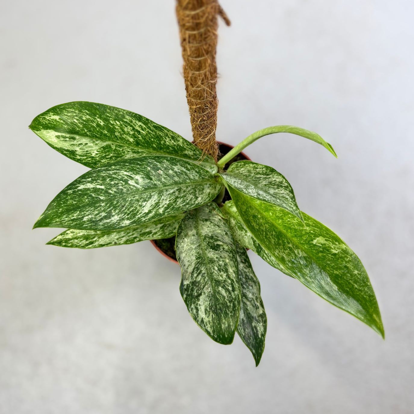 Rhaphidophora Elliptica Mint - Downtown Plant Club