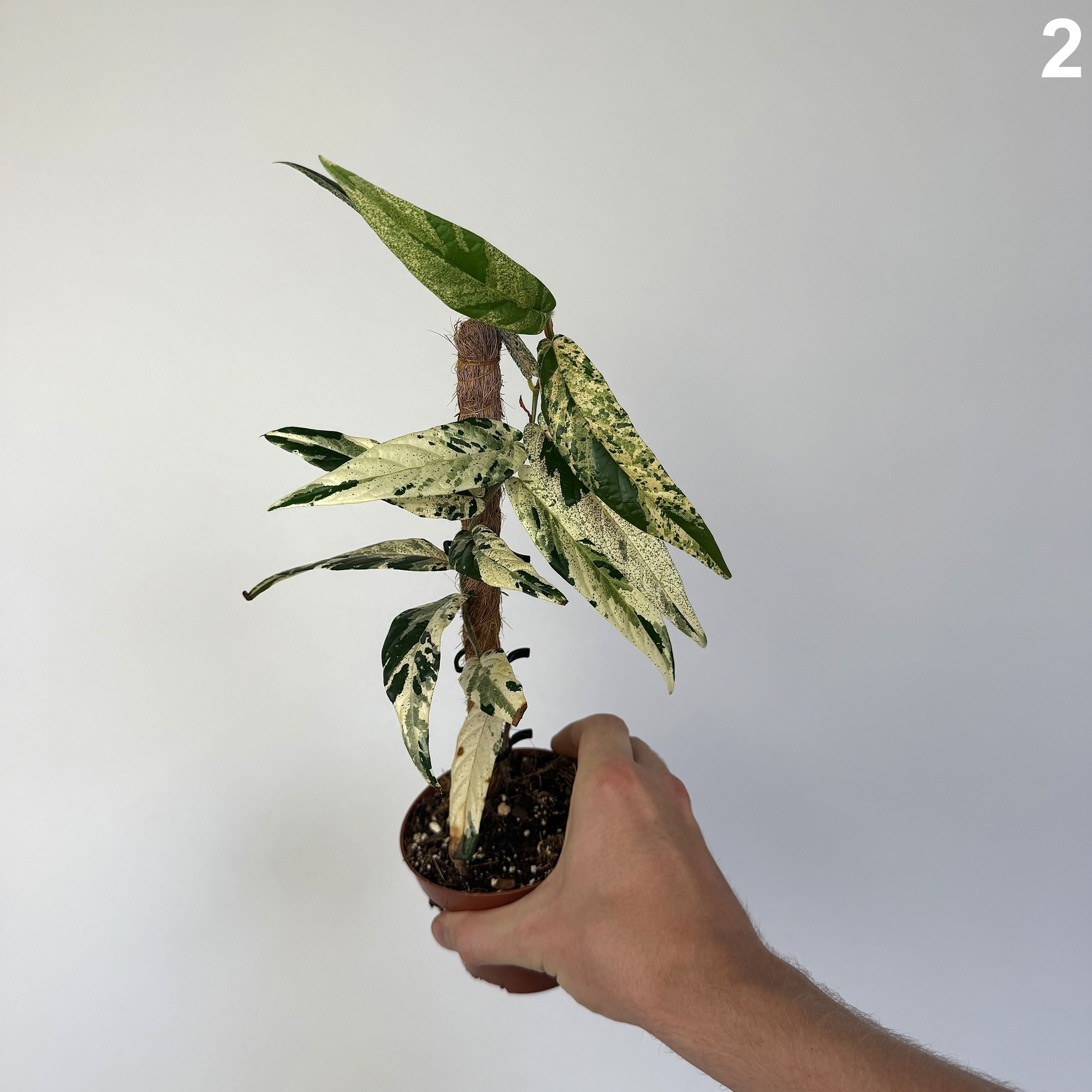 Ficus Sagittata