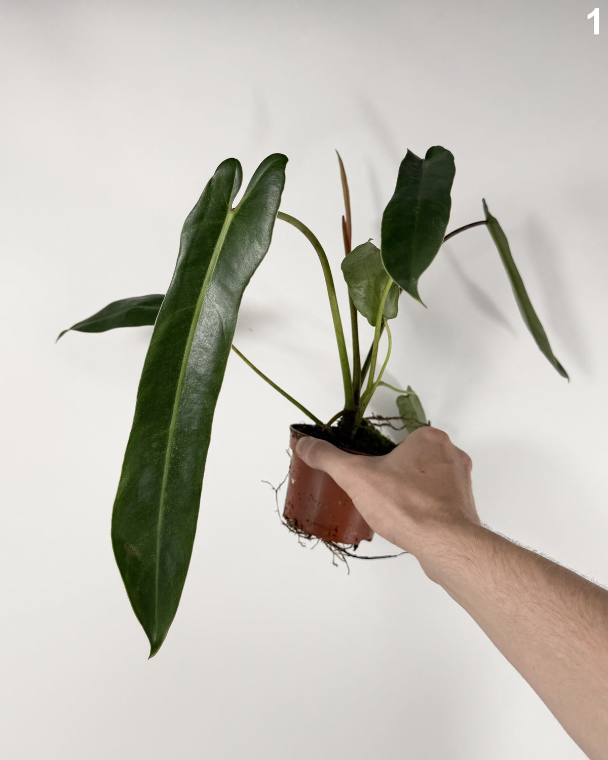 Philodendron Spiritus Sancti WW