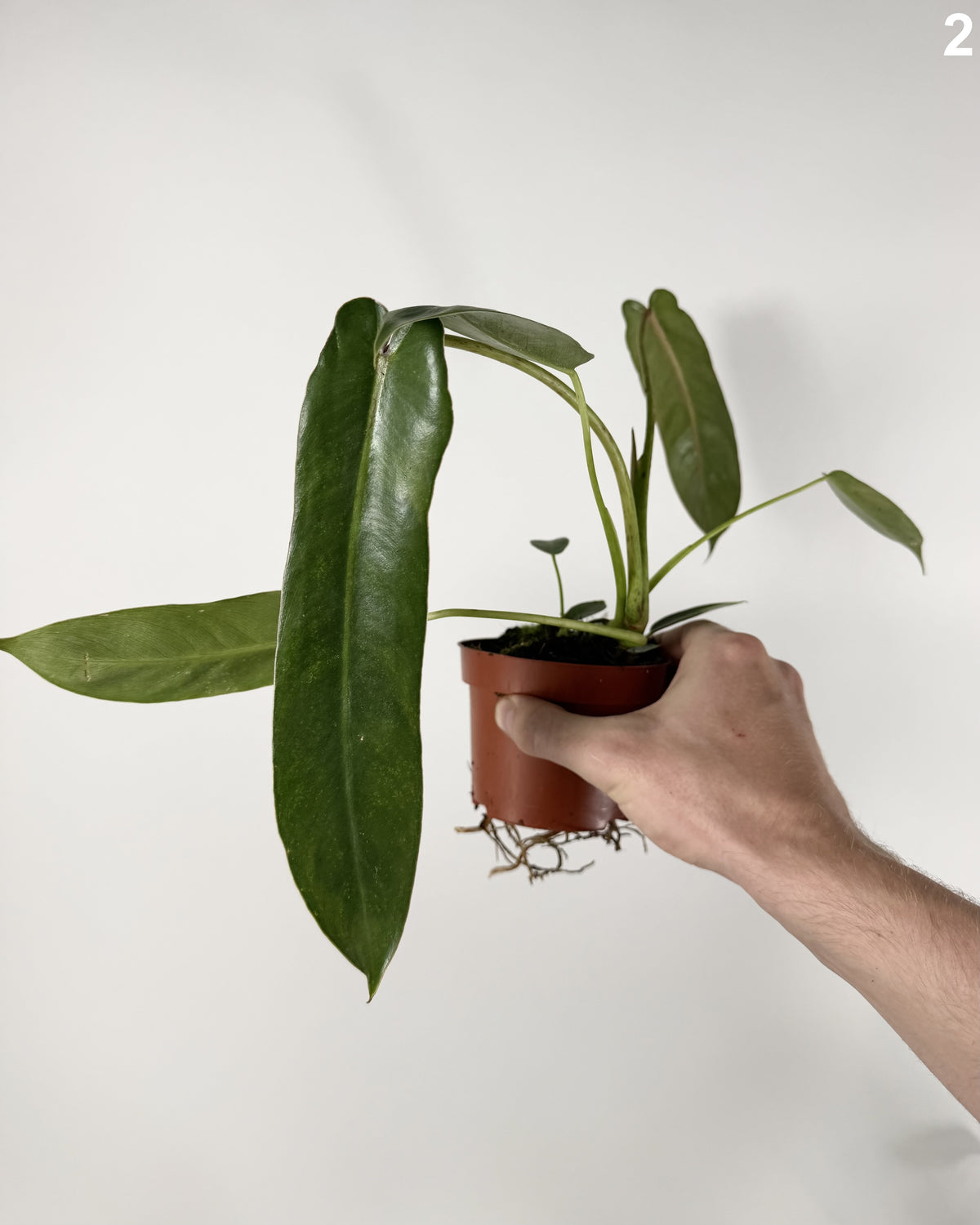 Philodendron Spiritus Sancti WW