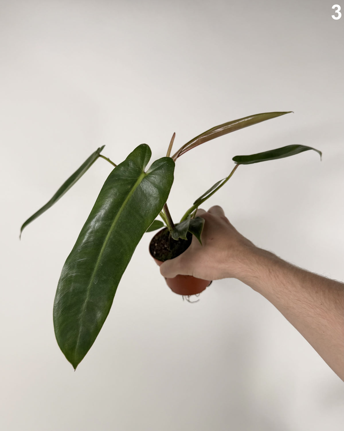 Philodendron Spiritus Sancti WW