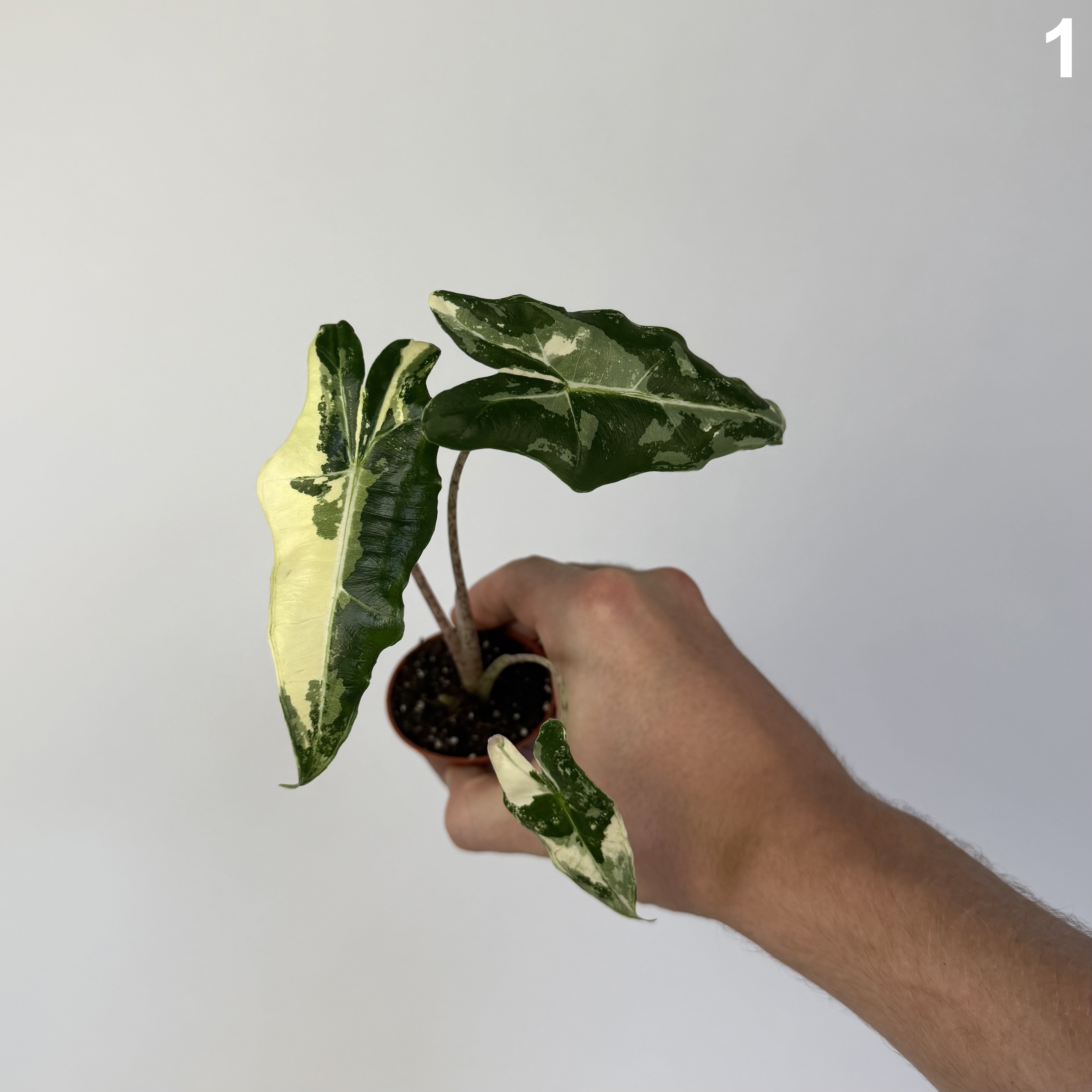 Alocasia Sarian Albo WW