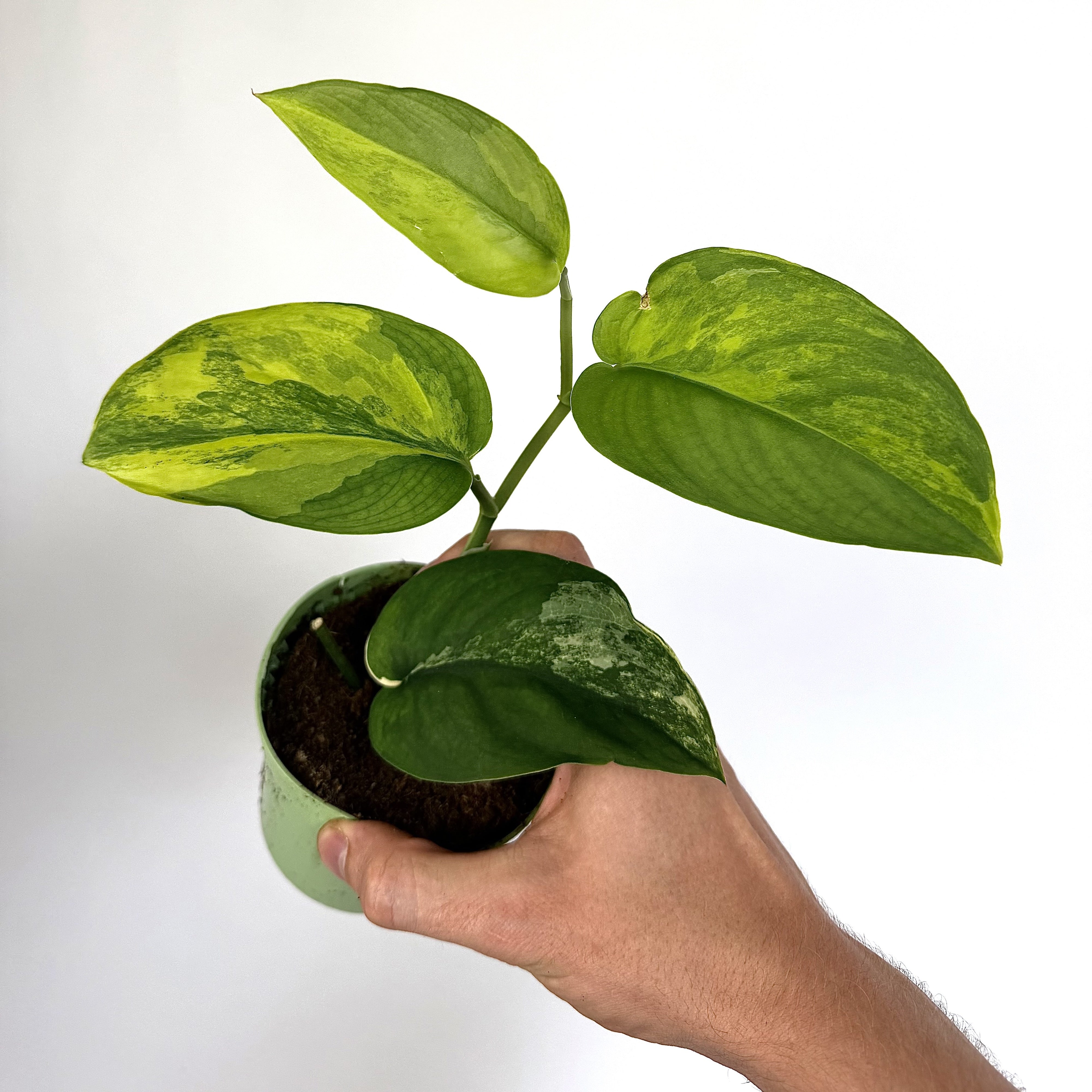 Scindapsus Jade Satin Aurea WW