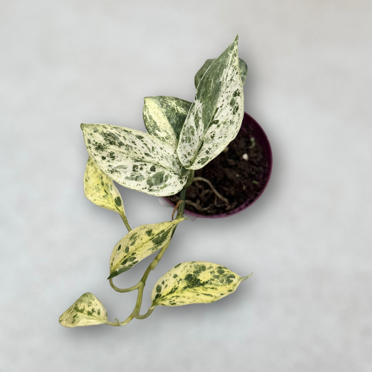 Scindapsus Crème Brûlée by Downtown Plant Club