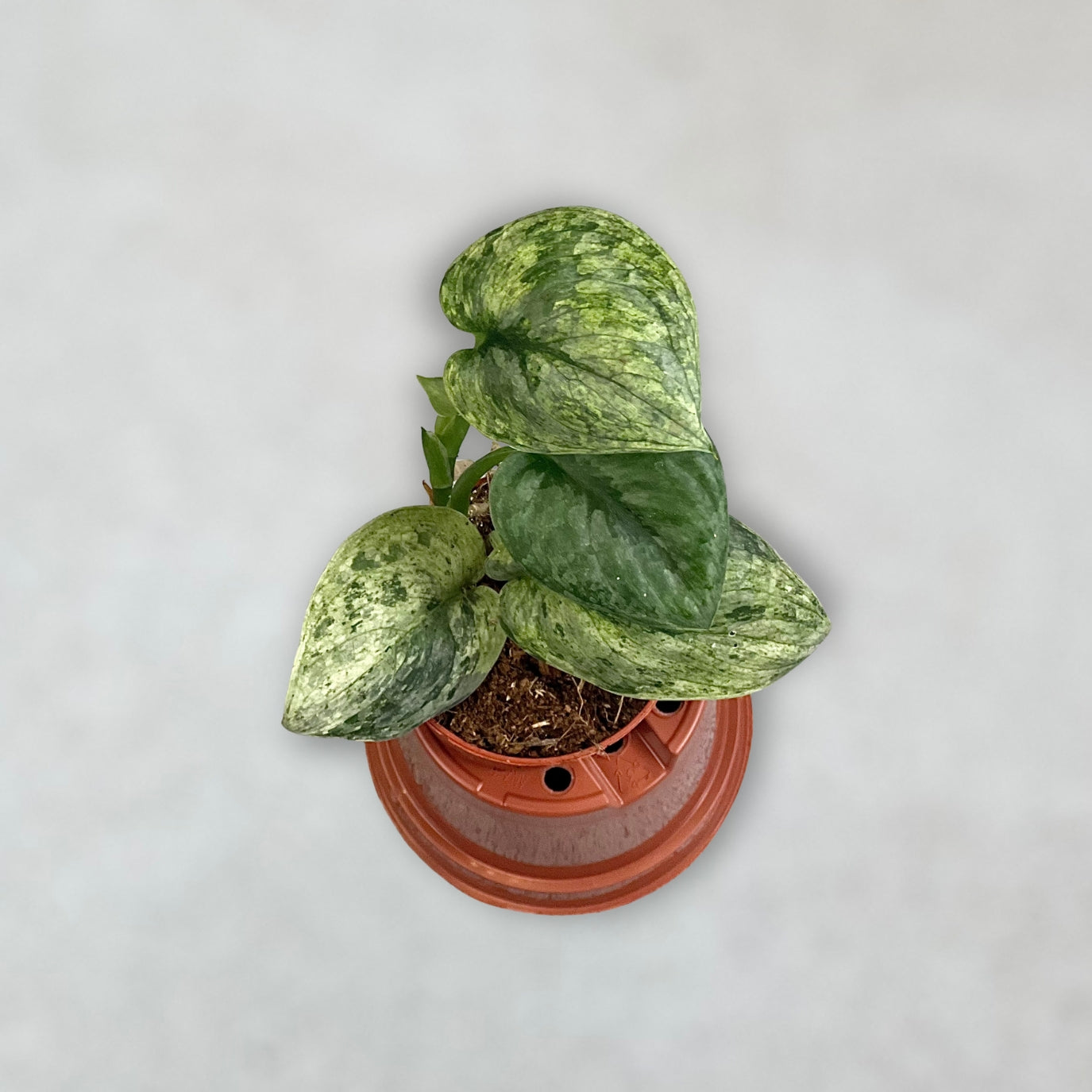 Scindapsus Halimoon