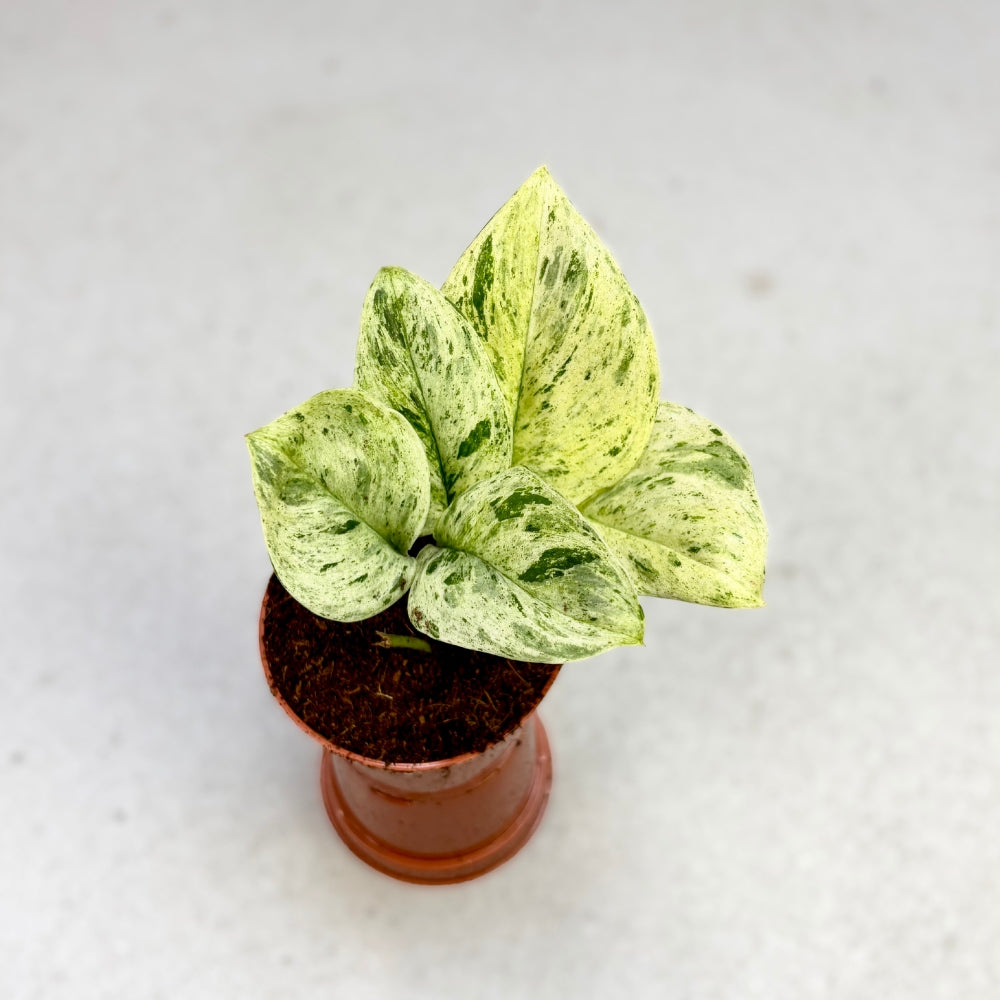 Scindapsus Treubii Marble - Downtown Plant Club