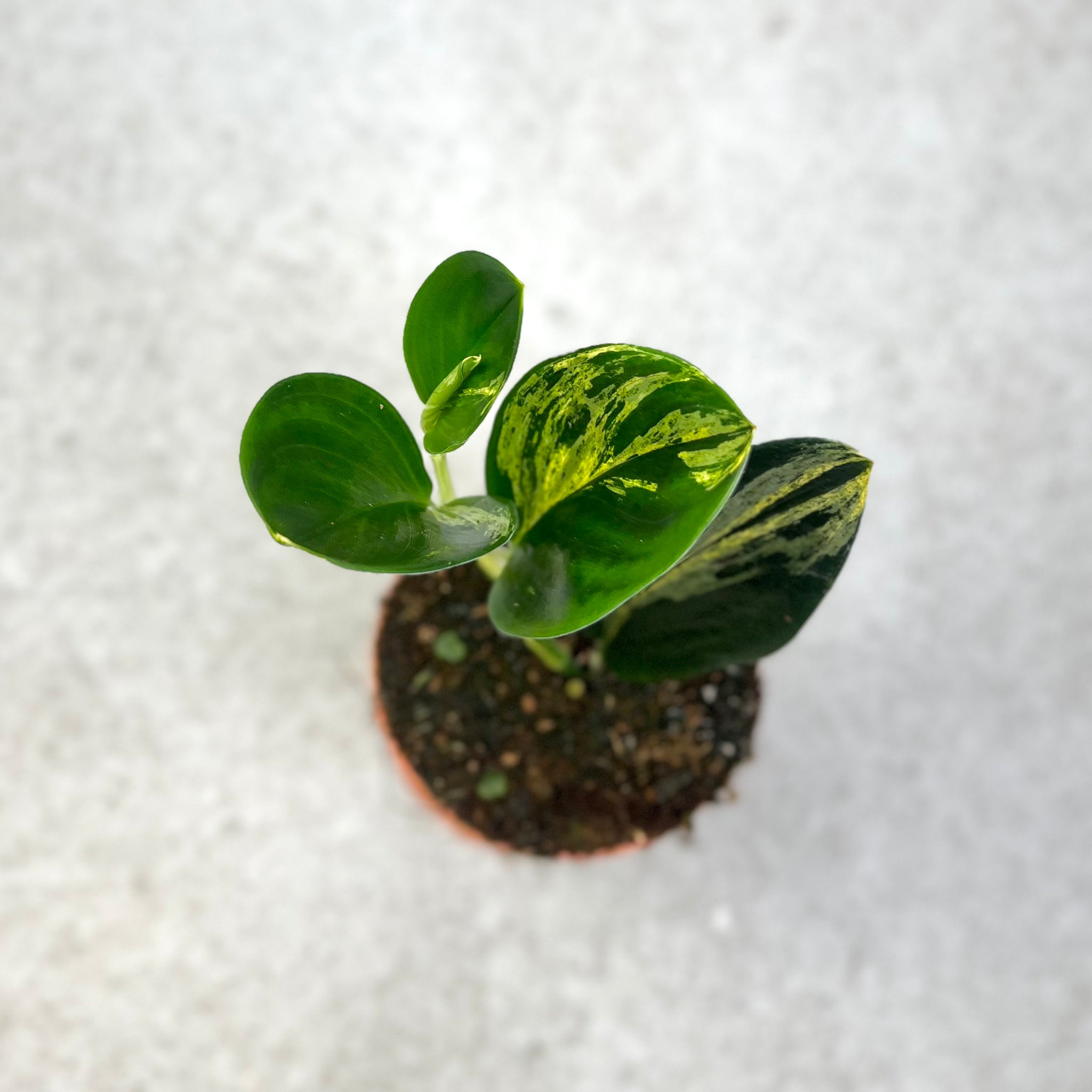 Scindapsus-Treubii-Dark-