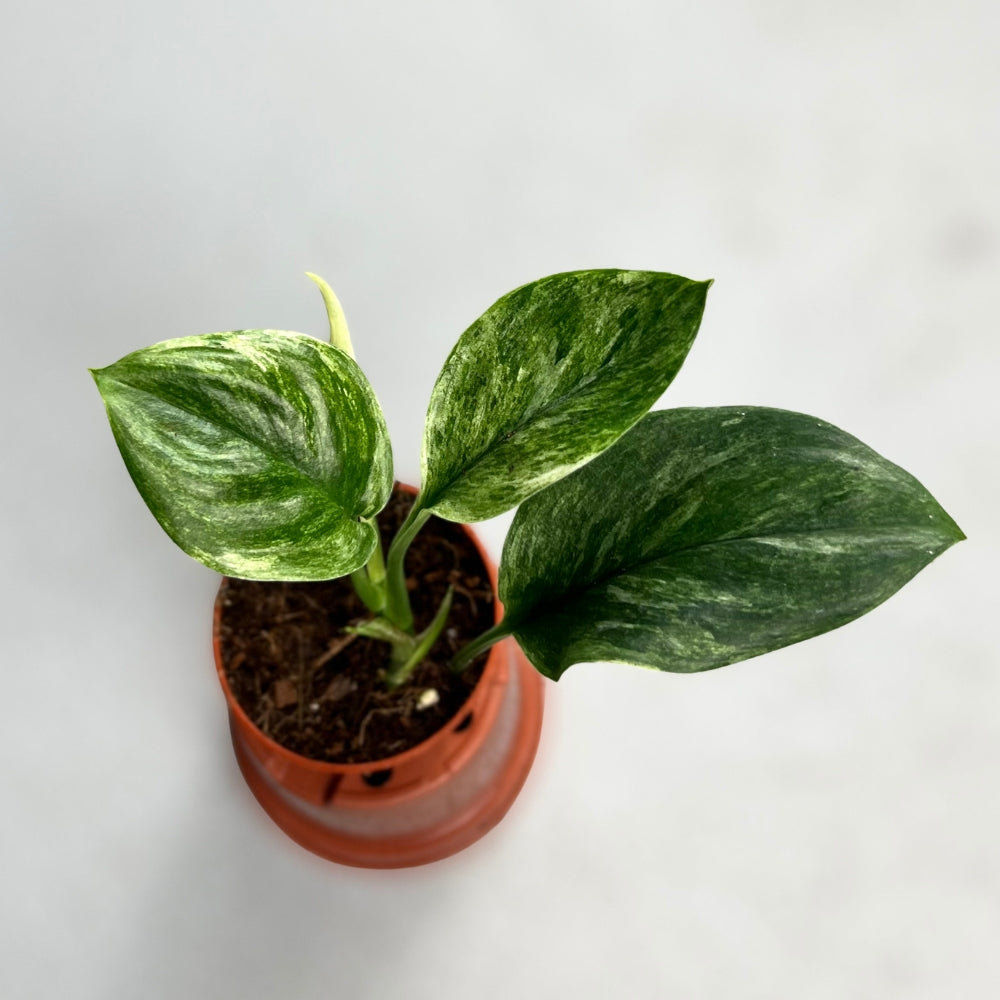 Scindapsus Treubii Marble - Downtown Plant Club