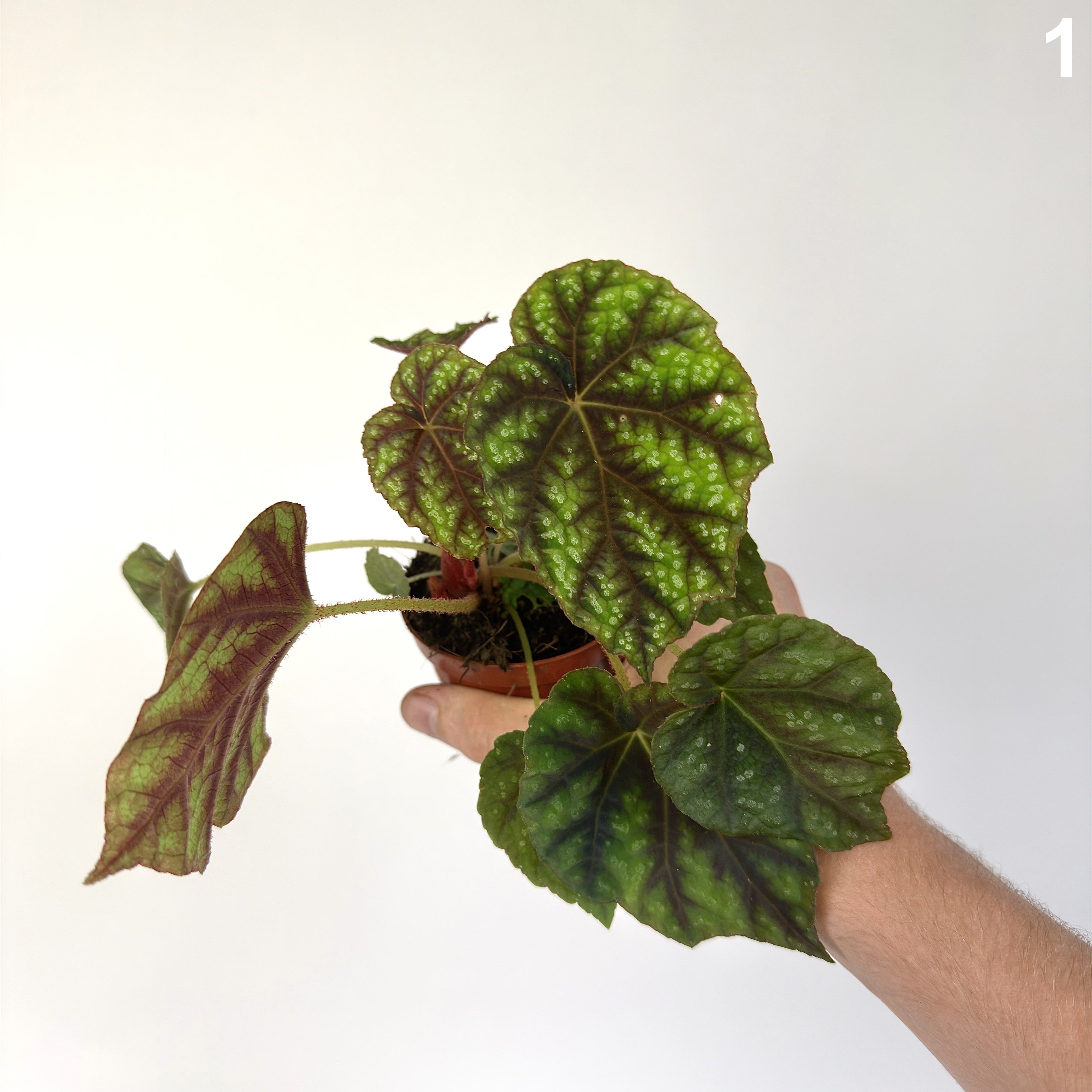 Begonia Shiwanshan WW