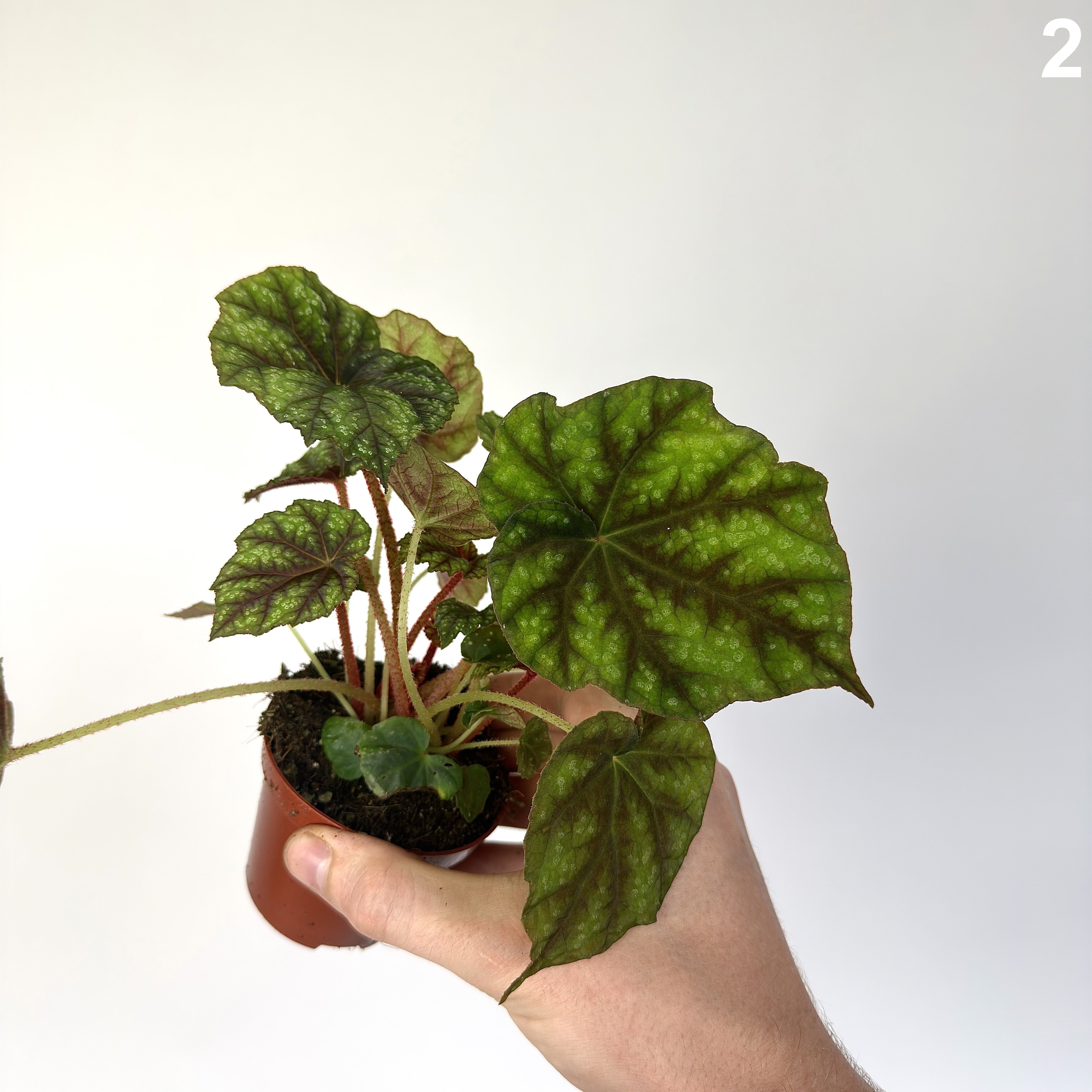 Begonia Shiwanshan WW