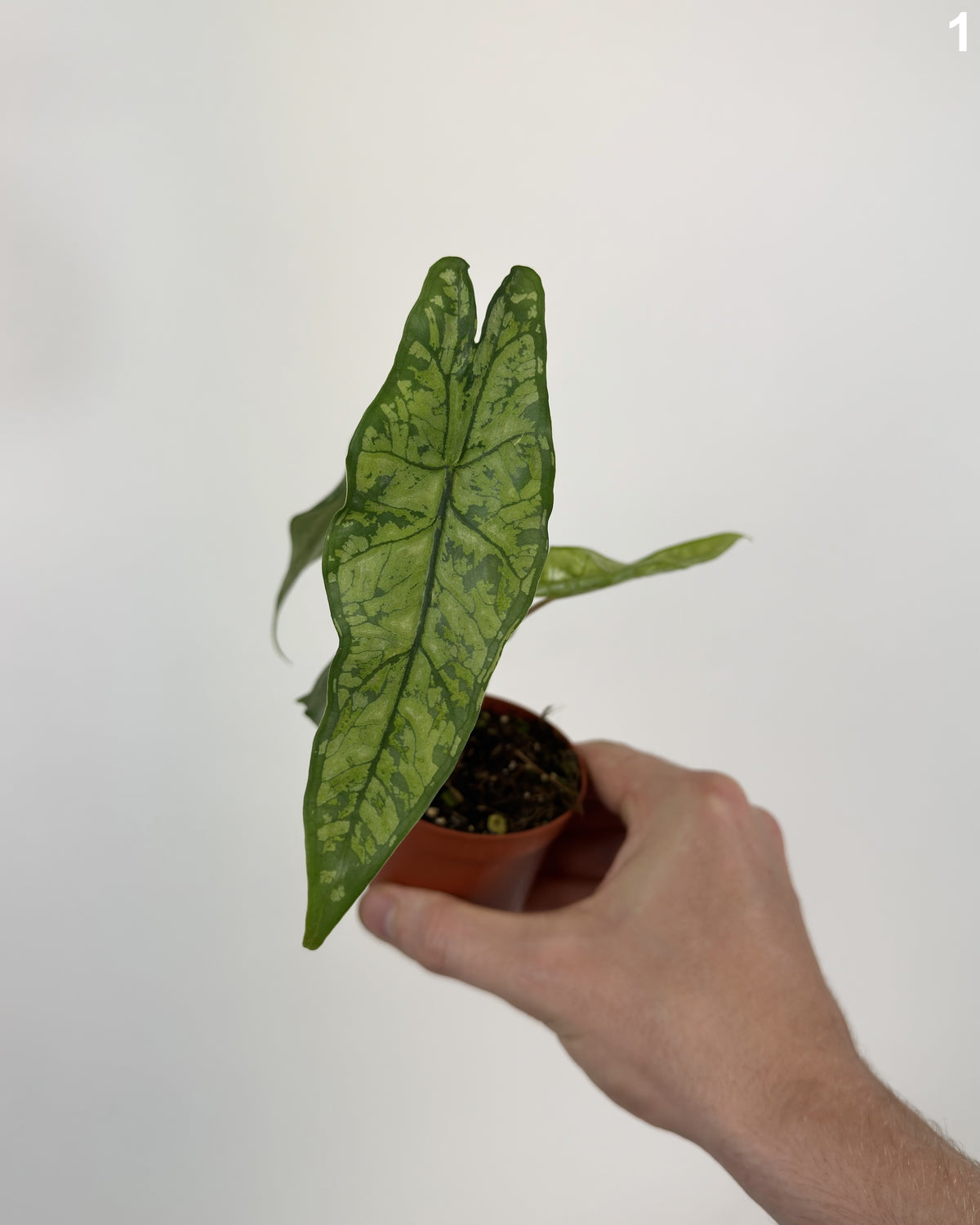 Alocasia Boyceana Shattered Glass WW