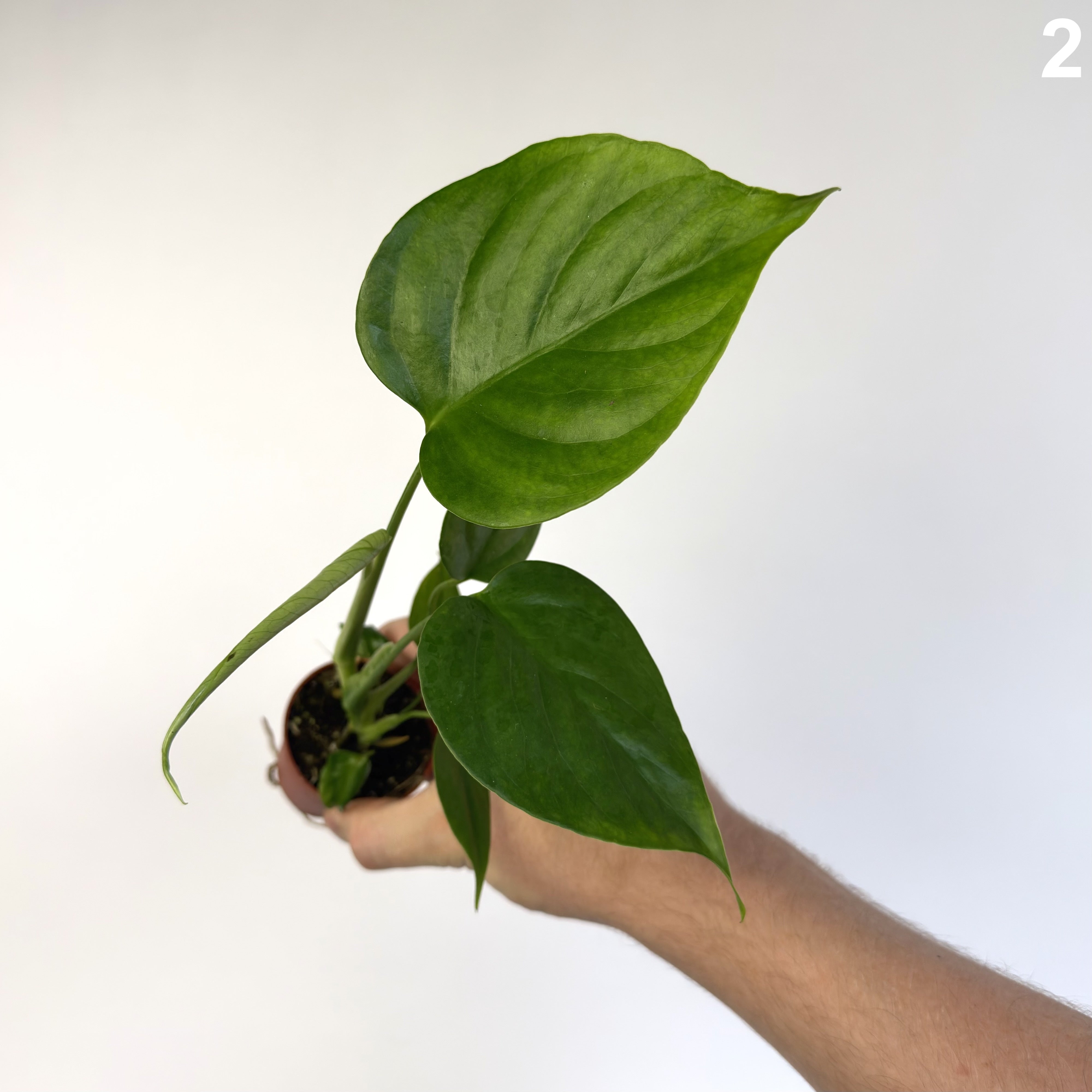 Monstera Sierrana WW