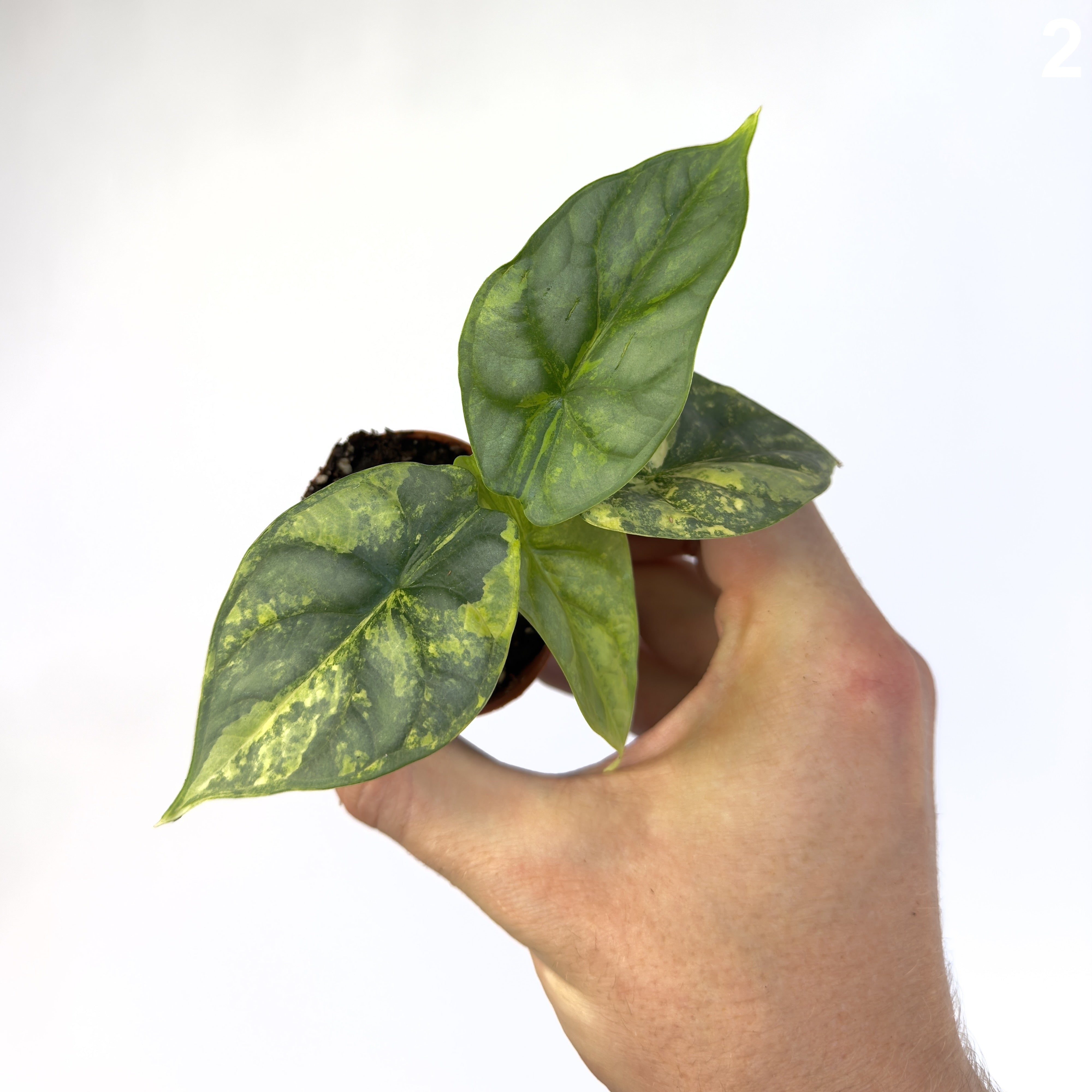 Alocasia Silver Dragon Aurea WW