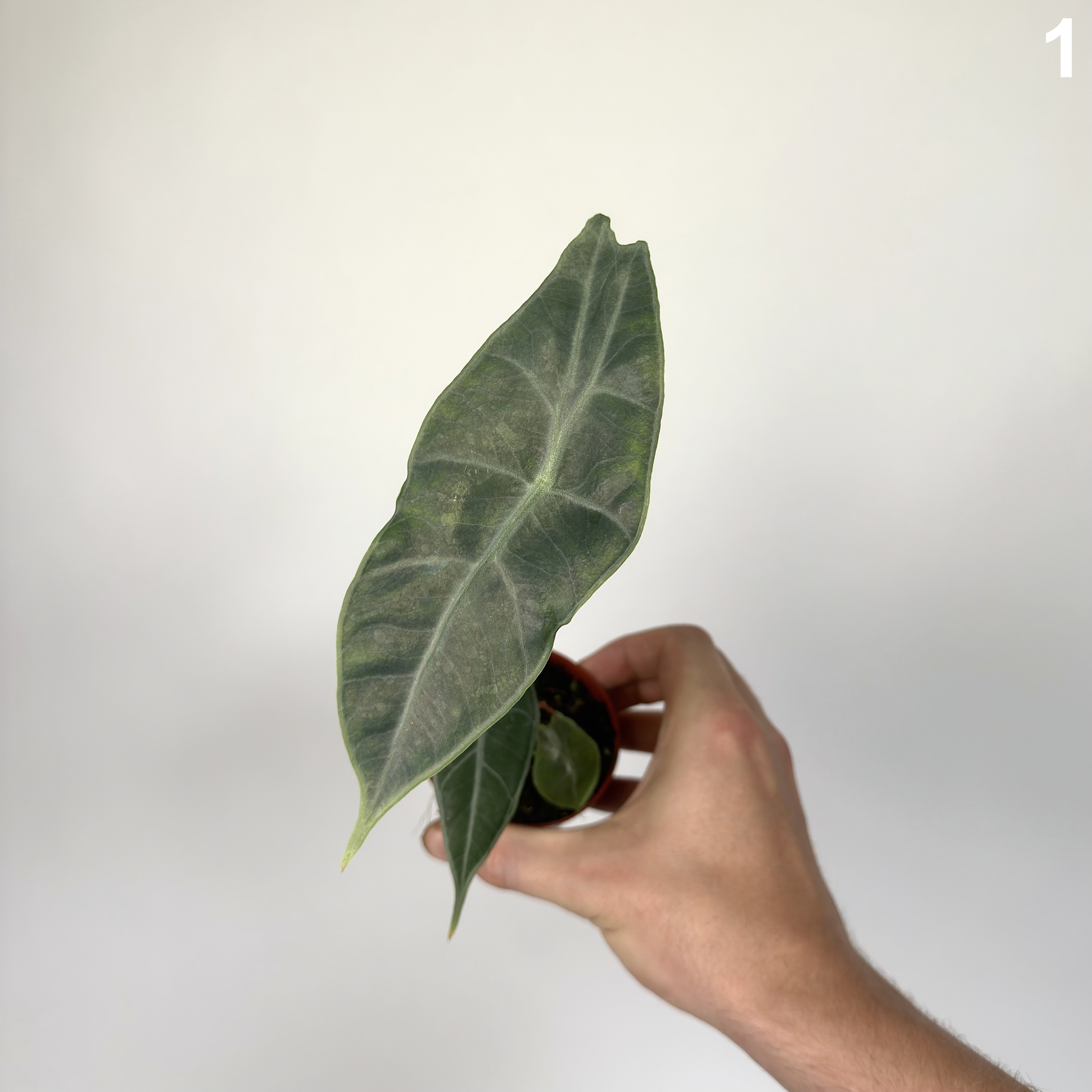 Alocasia Longiloba Silver WW