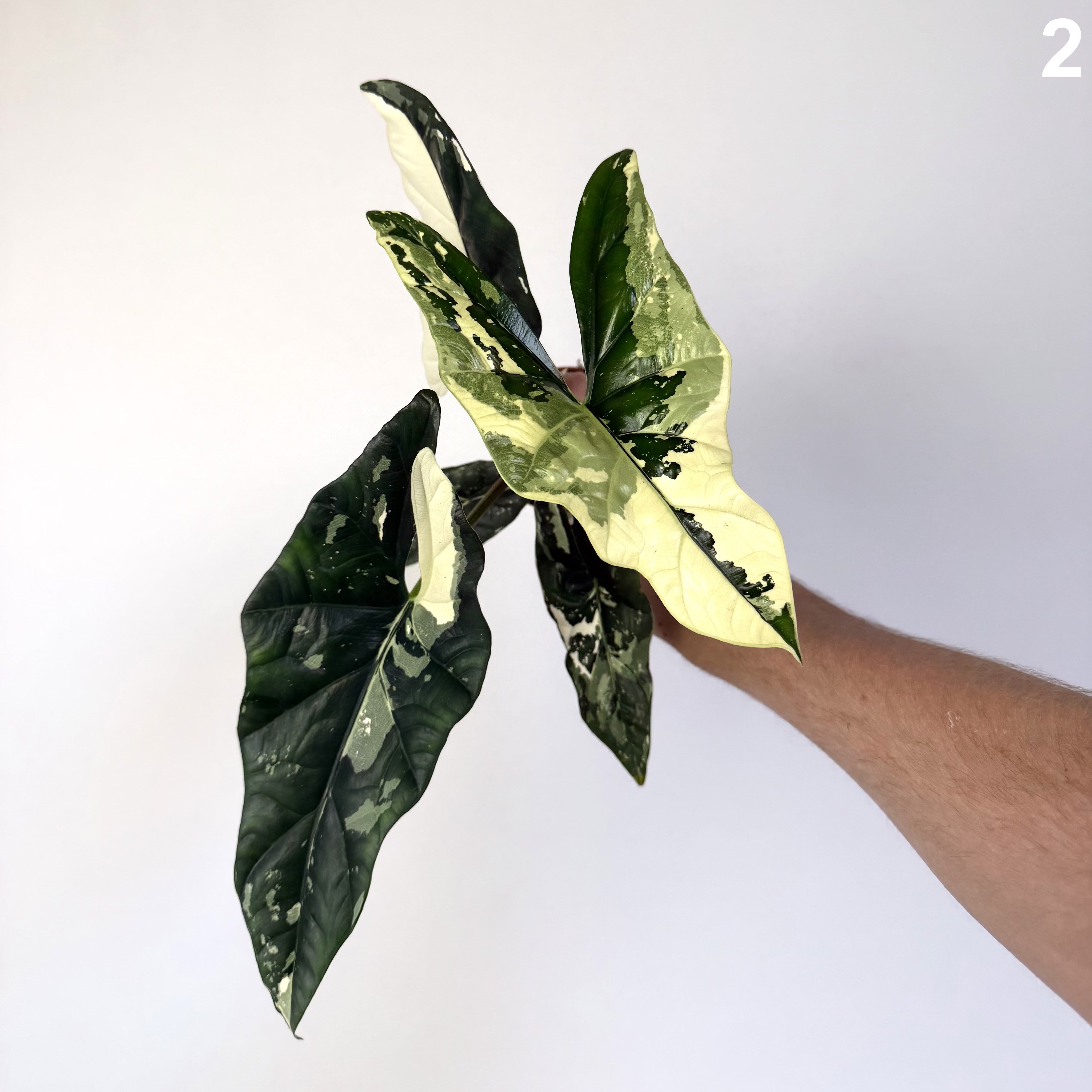 Alocasia Simpo Albo WW