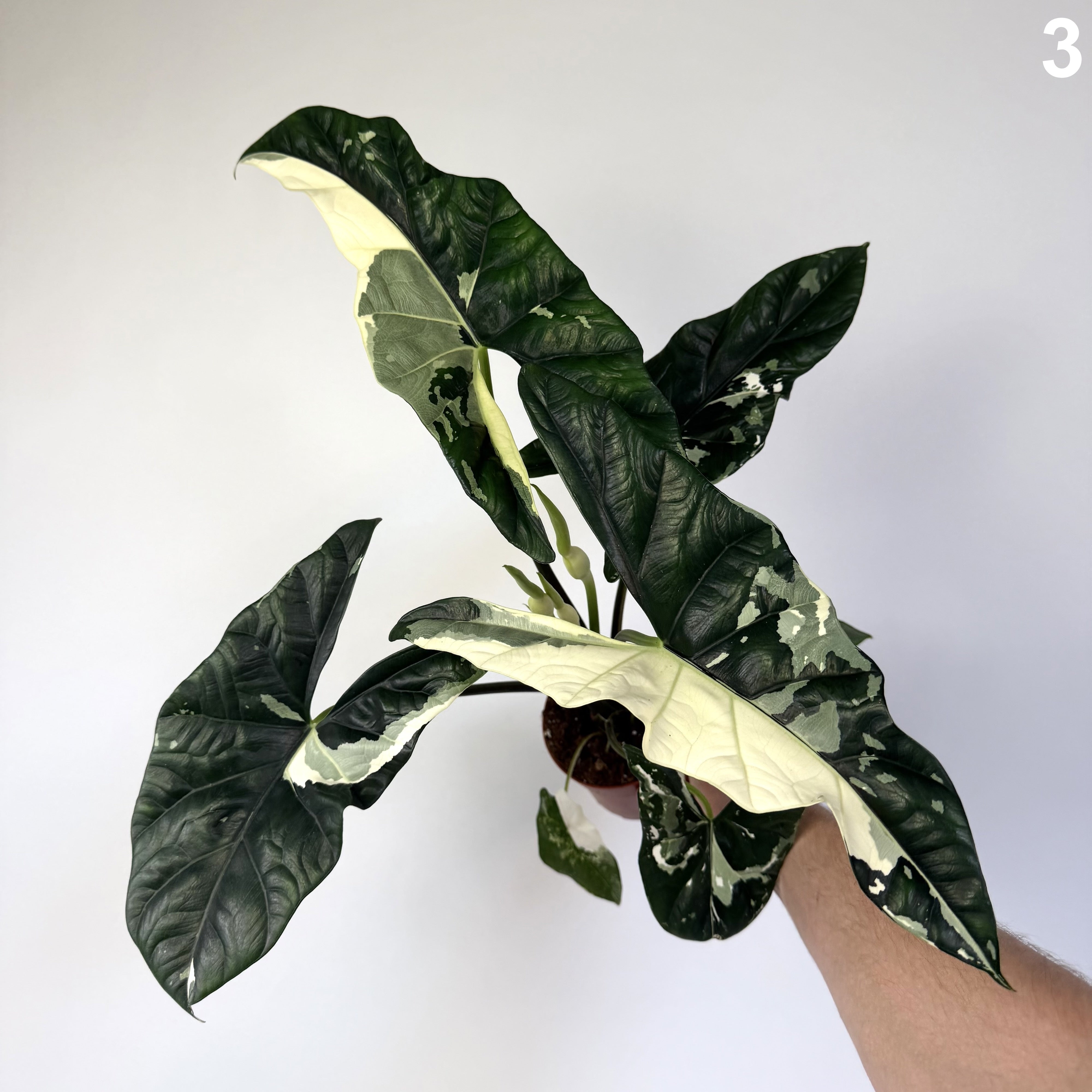 Alocasia Simpo Albo WW