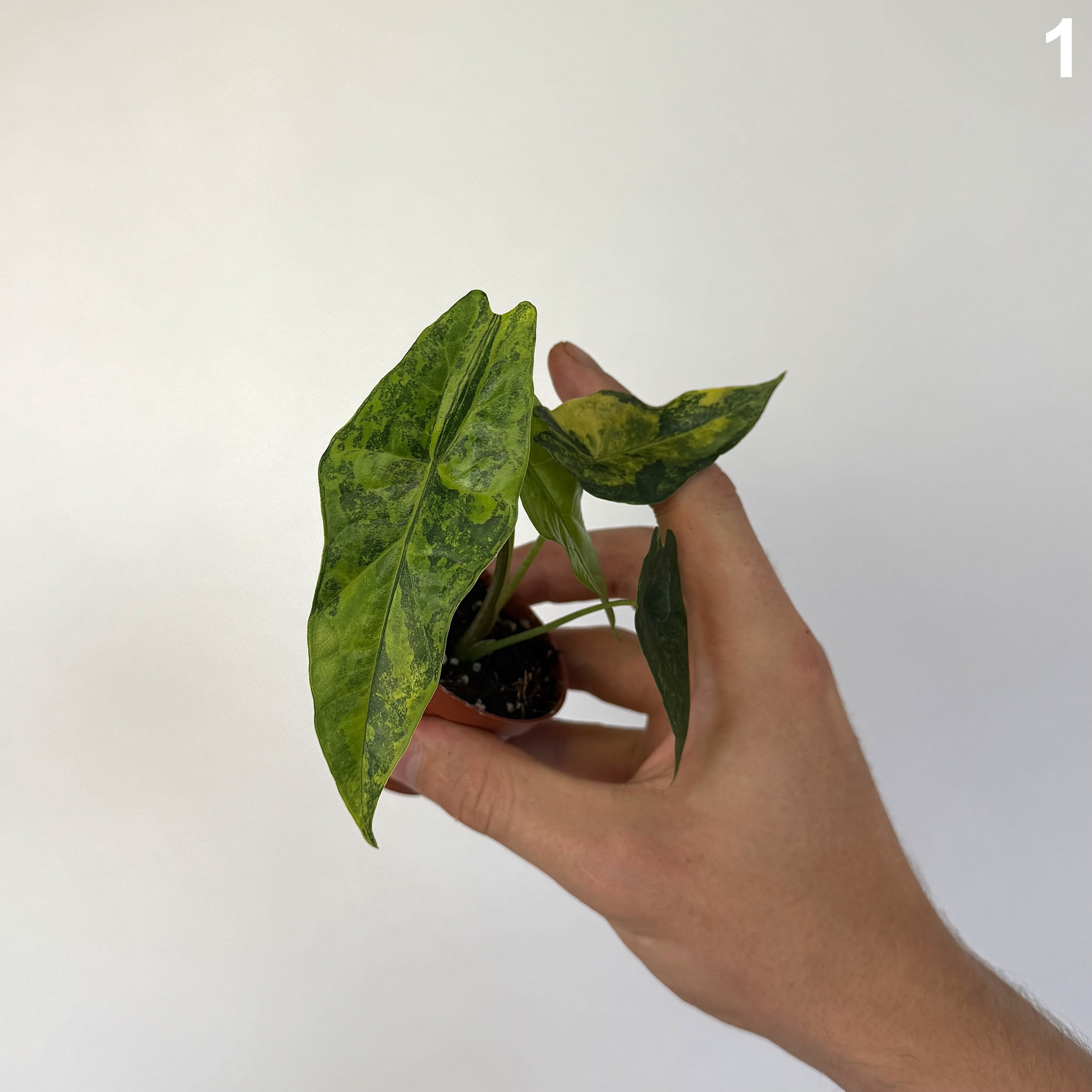 Alocasia Simpo Aurea WW
