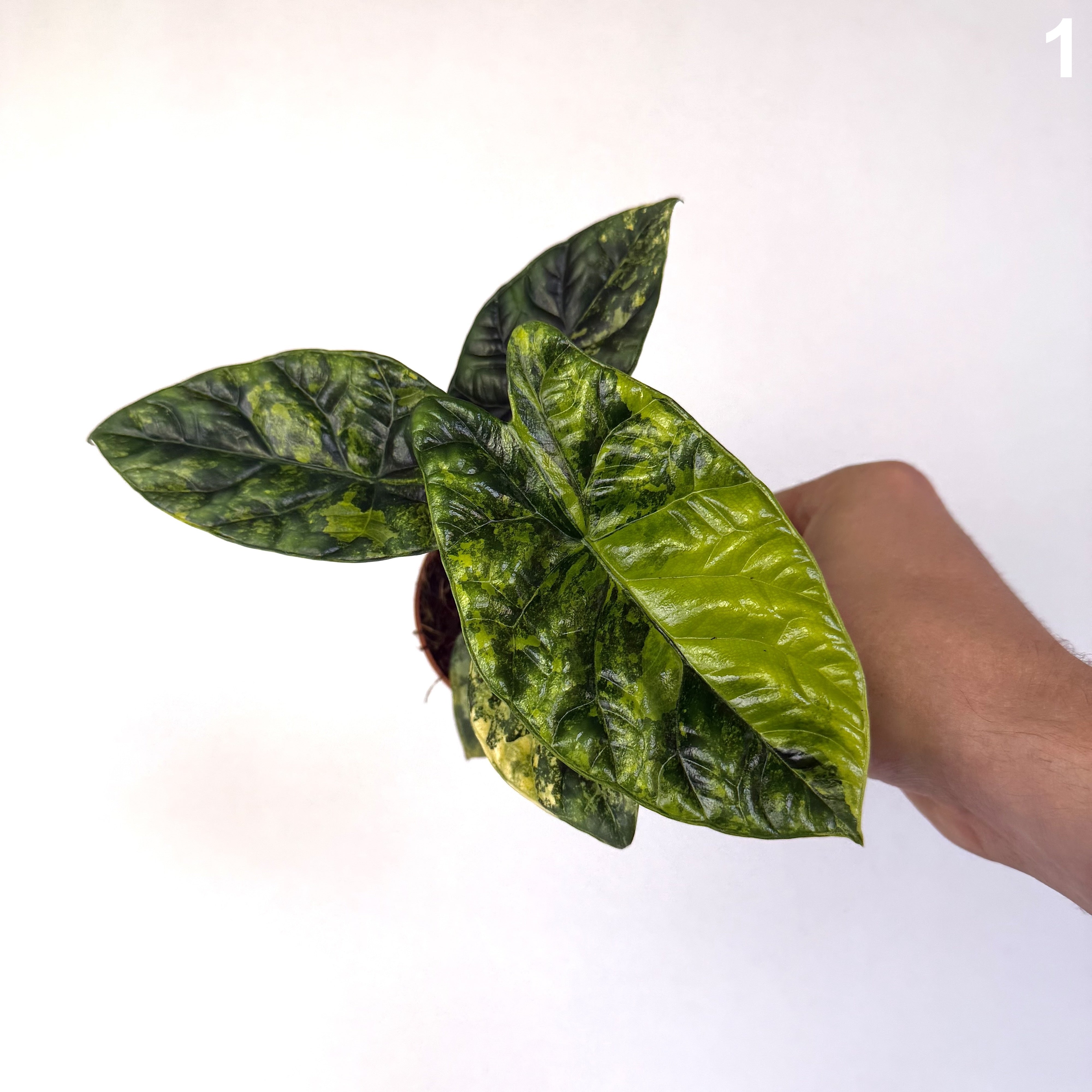 Alocasia Sinuata Aurea WW