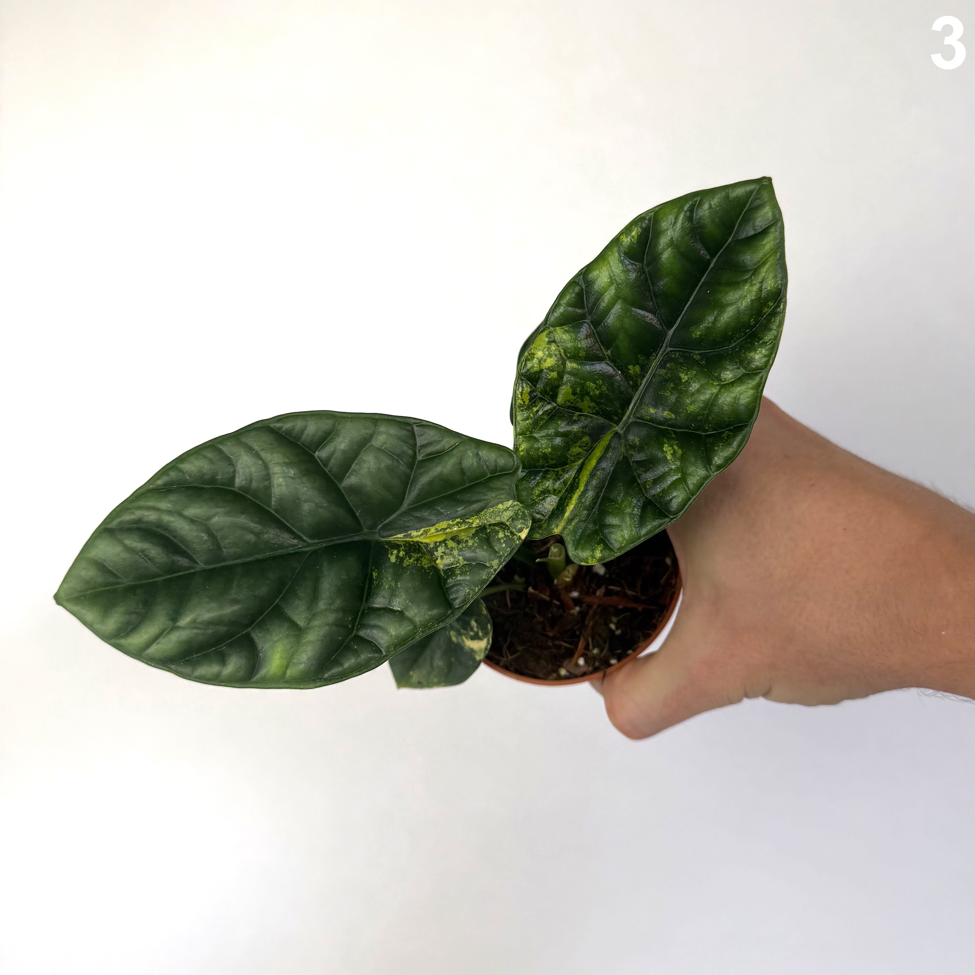 Alocasia Sinuata Aurea WW