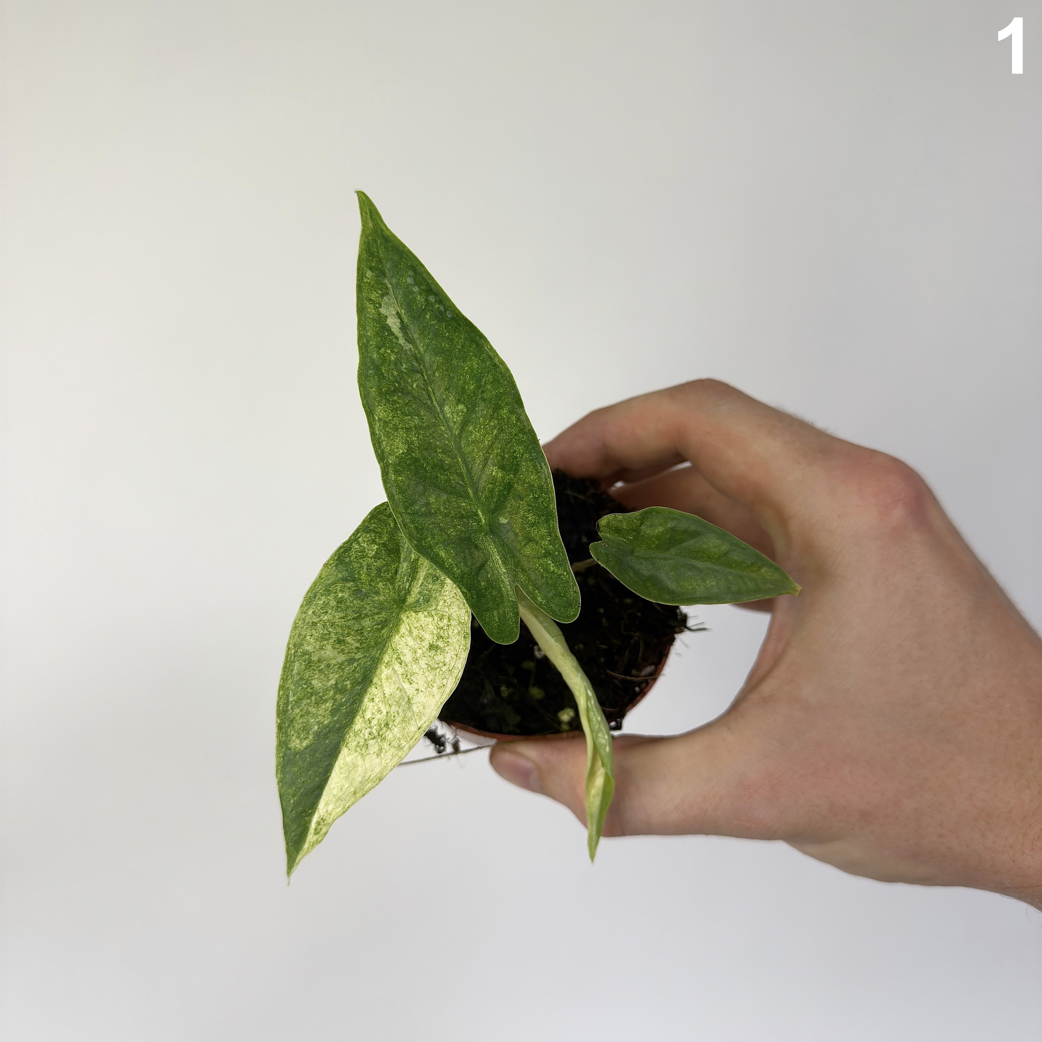 Alocasia Sulawesi Karpet Variegata WW