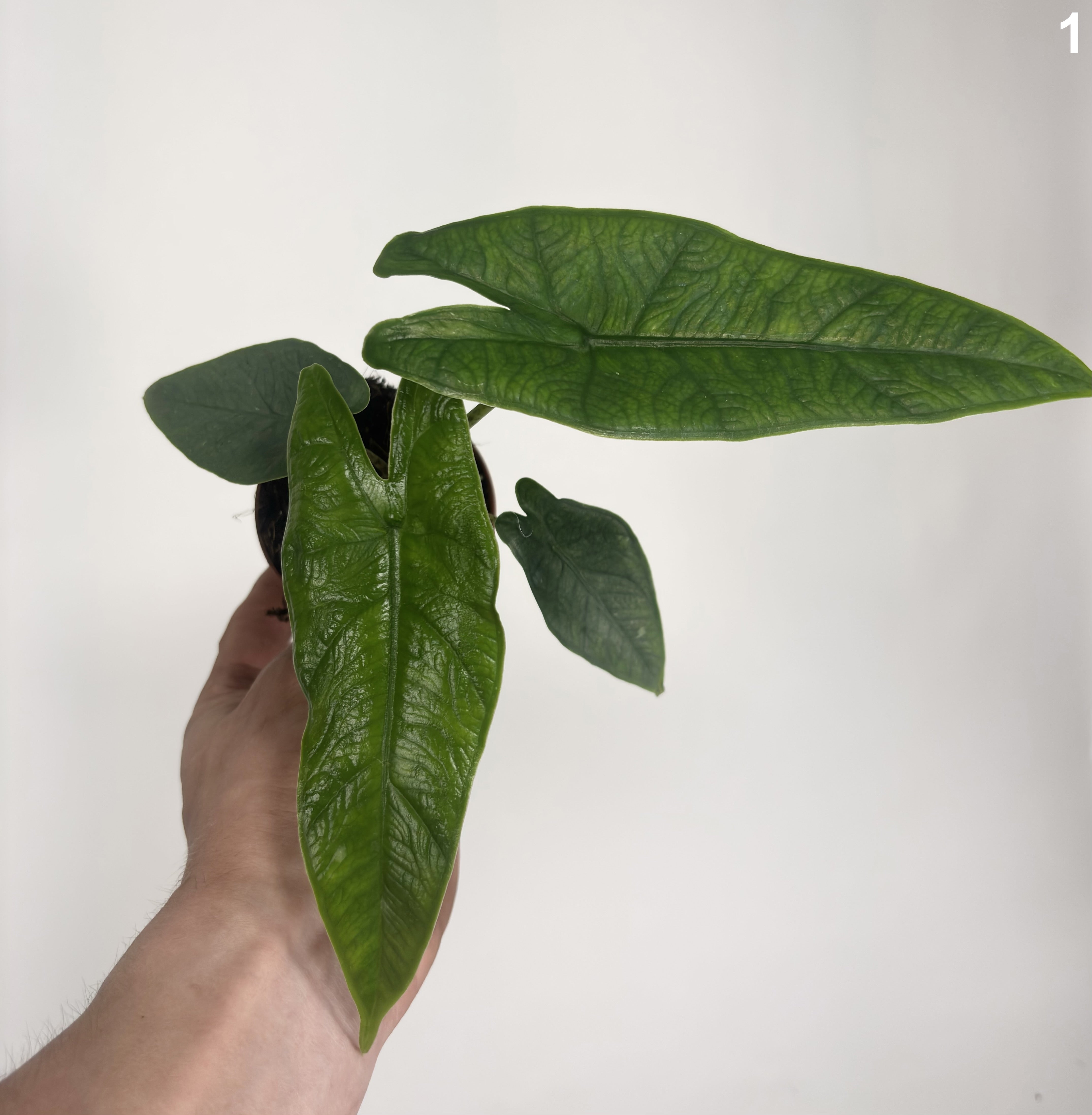 Alocasia Sulawesi Karpet