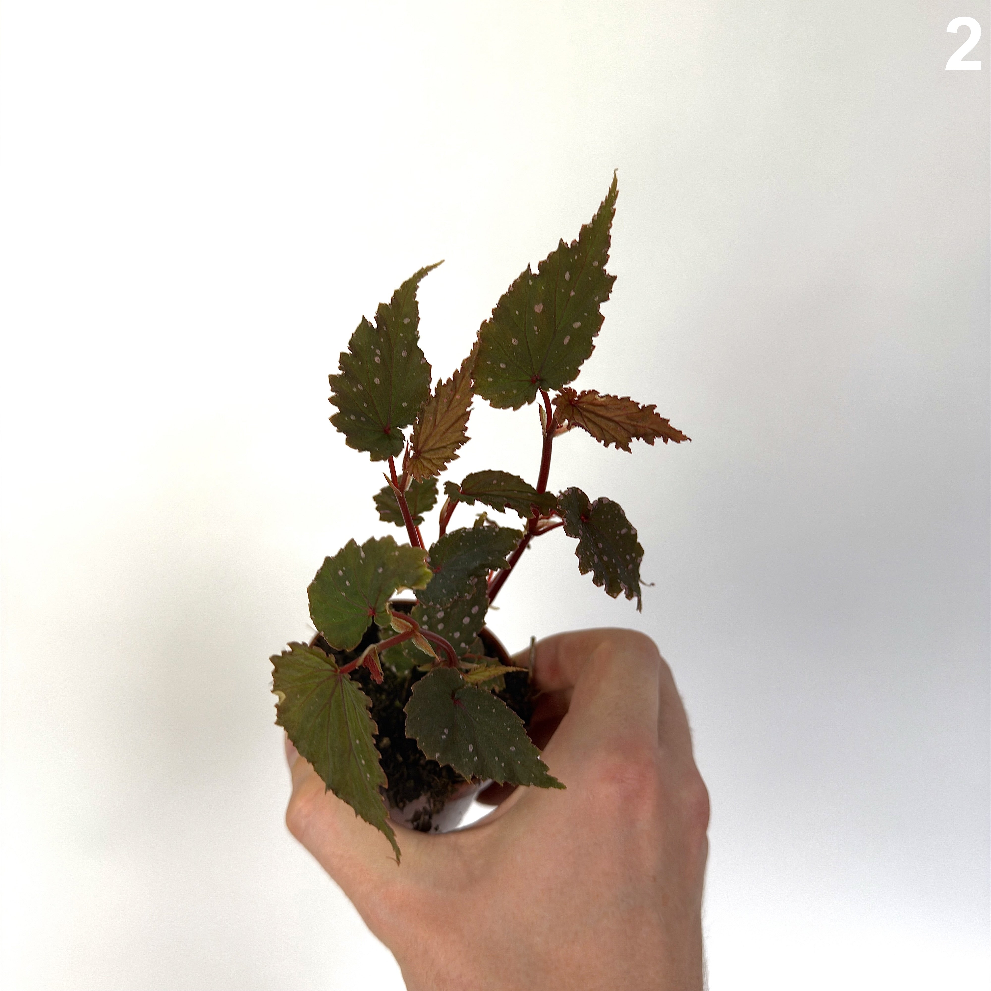 Begonia Sumatra Spotted WW