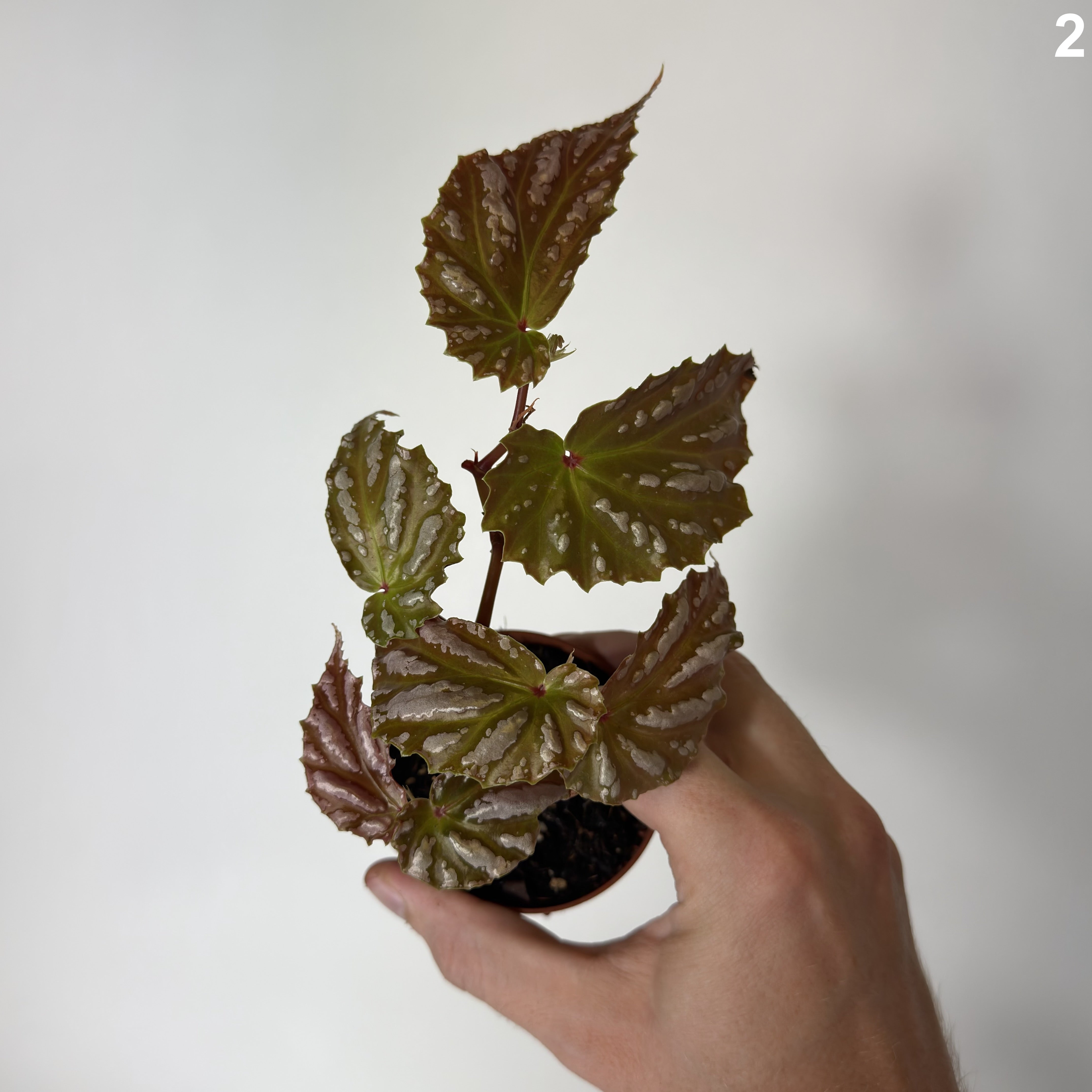 Begonia sp Sumatra WW