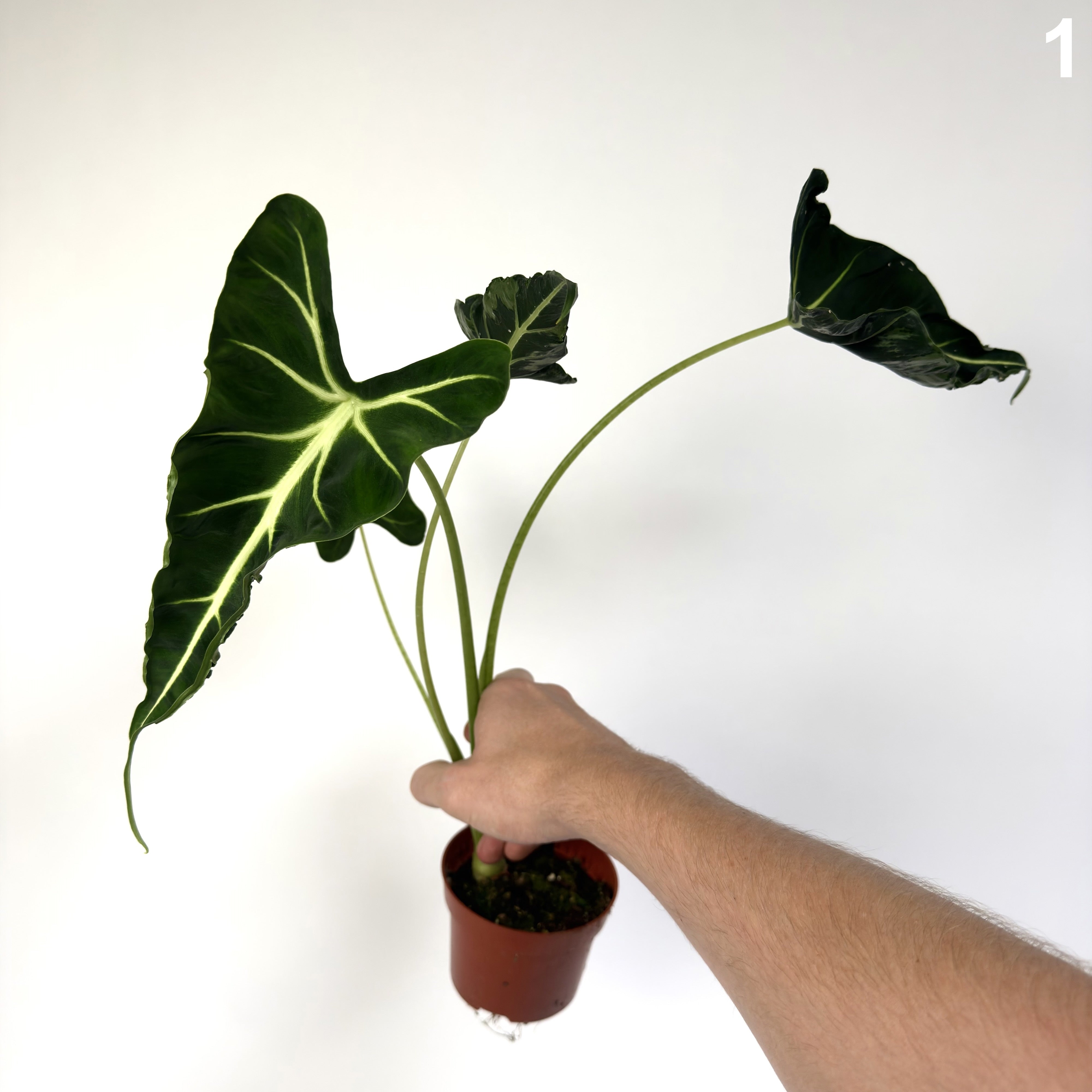 Alocasia Frydek Tattoo WW