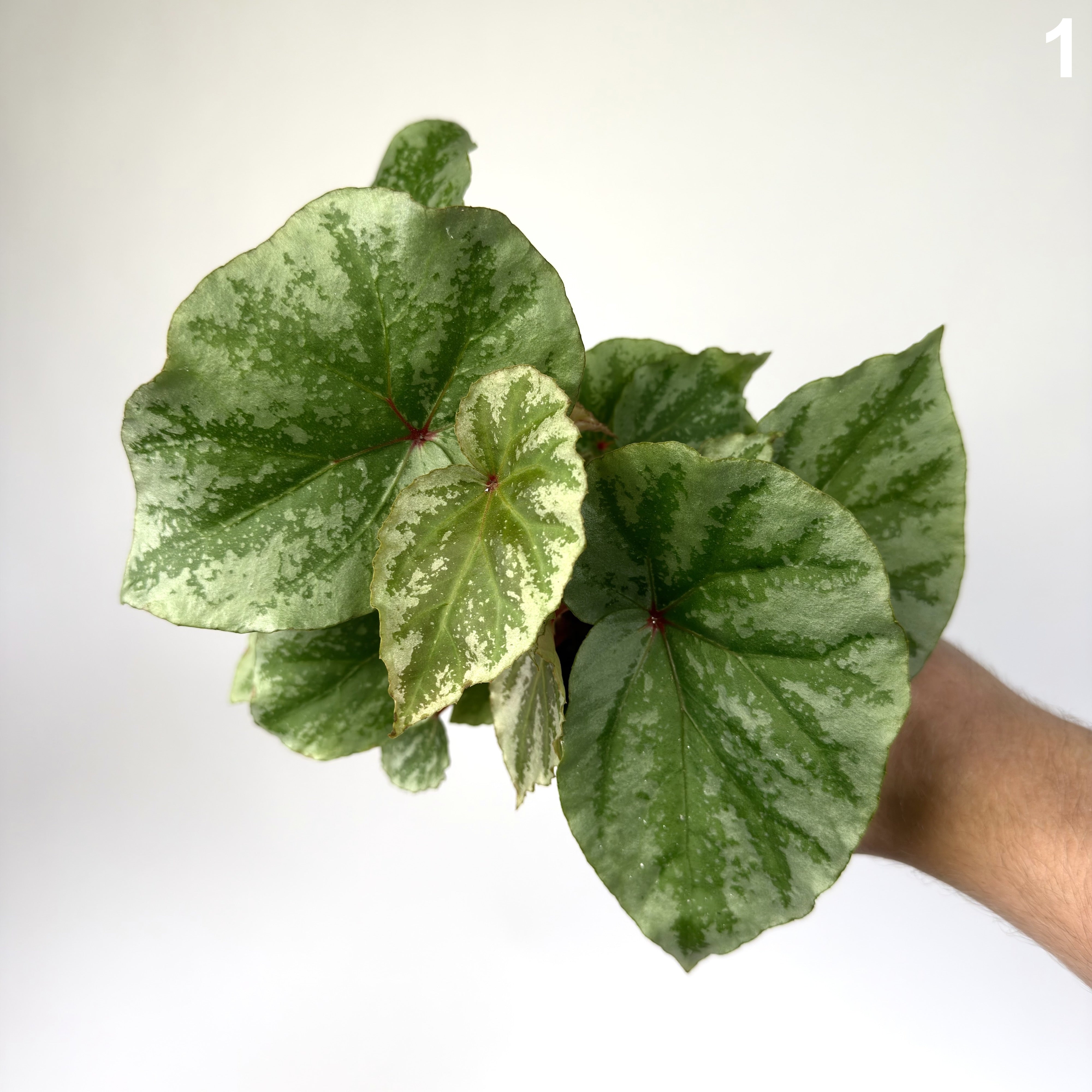 Begonia Temuyuk Silver WW